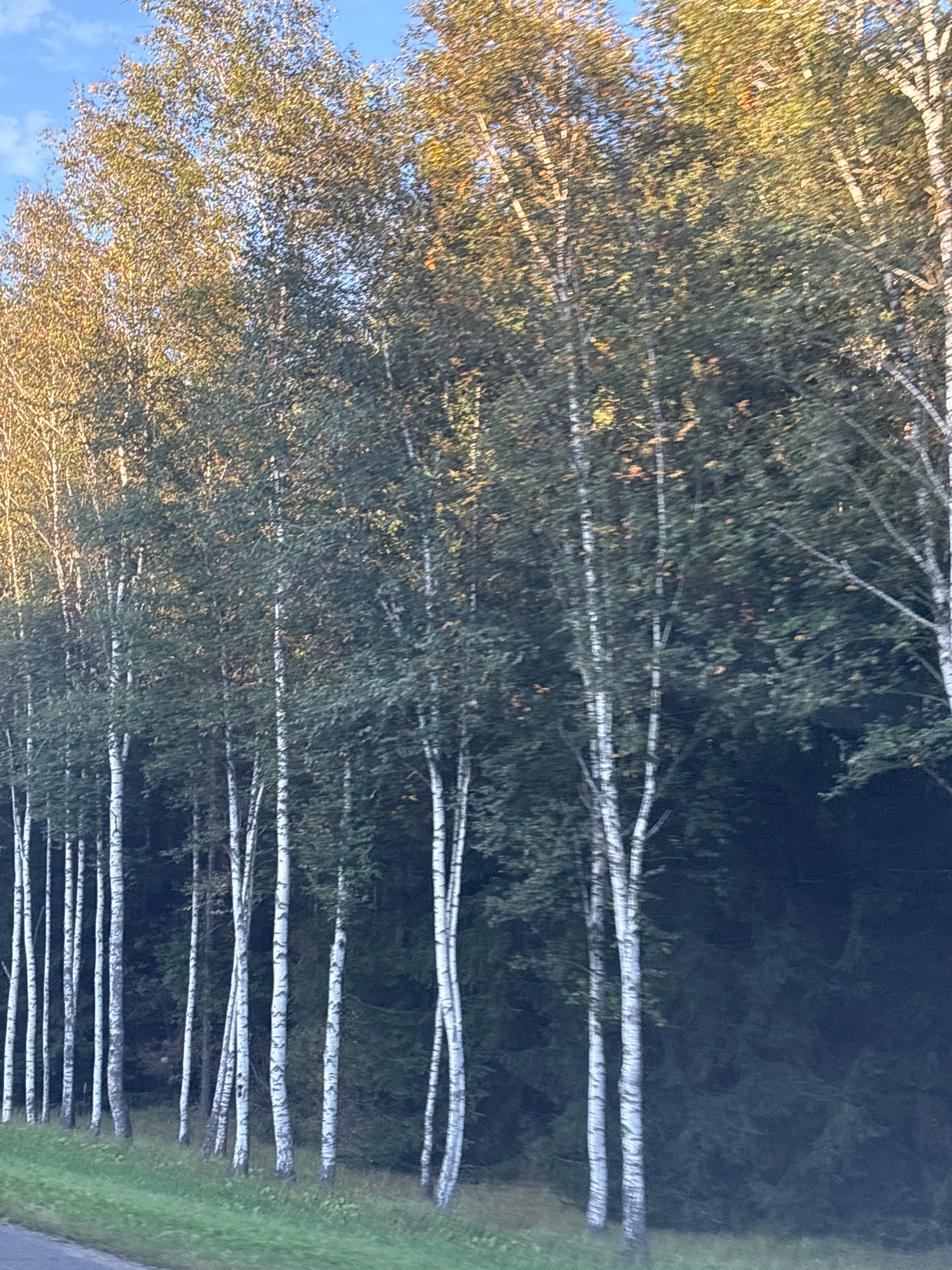 This is a horizontal, eye-level shot of a row of birch trees in Забалоцкі сельскі Савет, Belarus. The trees are tall and slender with white bark and sparse green leaves that show hints of yellow. Sunlight filters through the leaves, creating dappled light effects. The trees are growing along the side of a road, which is visible in the lower left corner. The background is a dark, dense forest. The sky is visible above the trees and is a clear blue with a few wispy clouds. The overall impression is one of a peaceful, natural setting.