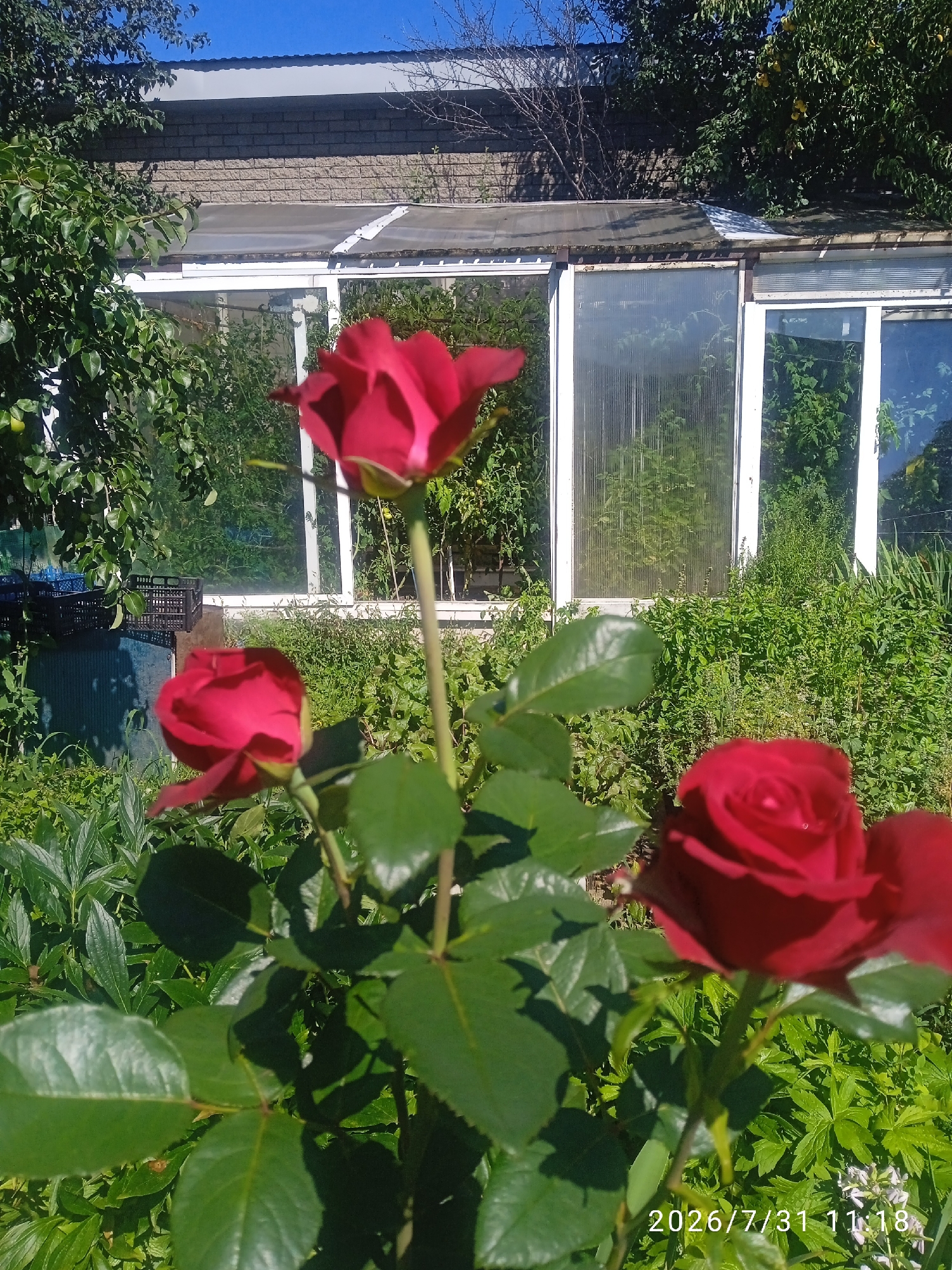 The image depicts a close-up view of three red roses in the foreground, with a greenhouse visible in the background. The roses are vibrant and in bloom, with lush green leaves. The greenhouse appears to be made of glass and has a white frame. Inside, various plants are growing, suggesting it is a cultivated space. The overall environment is sunny and appears to be a garden or a backyard. The timestamp at the bottom right of the image indicates "2026/7/31 11:18". The background also shows trees and a brick wall. There are no people visible in the image.