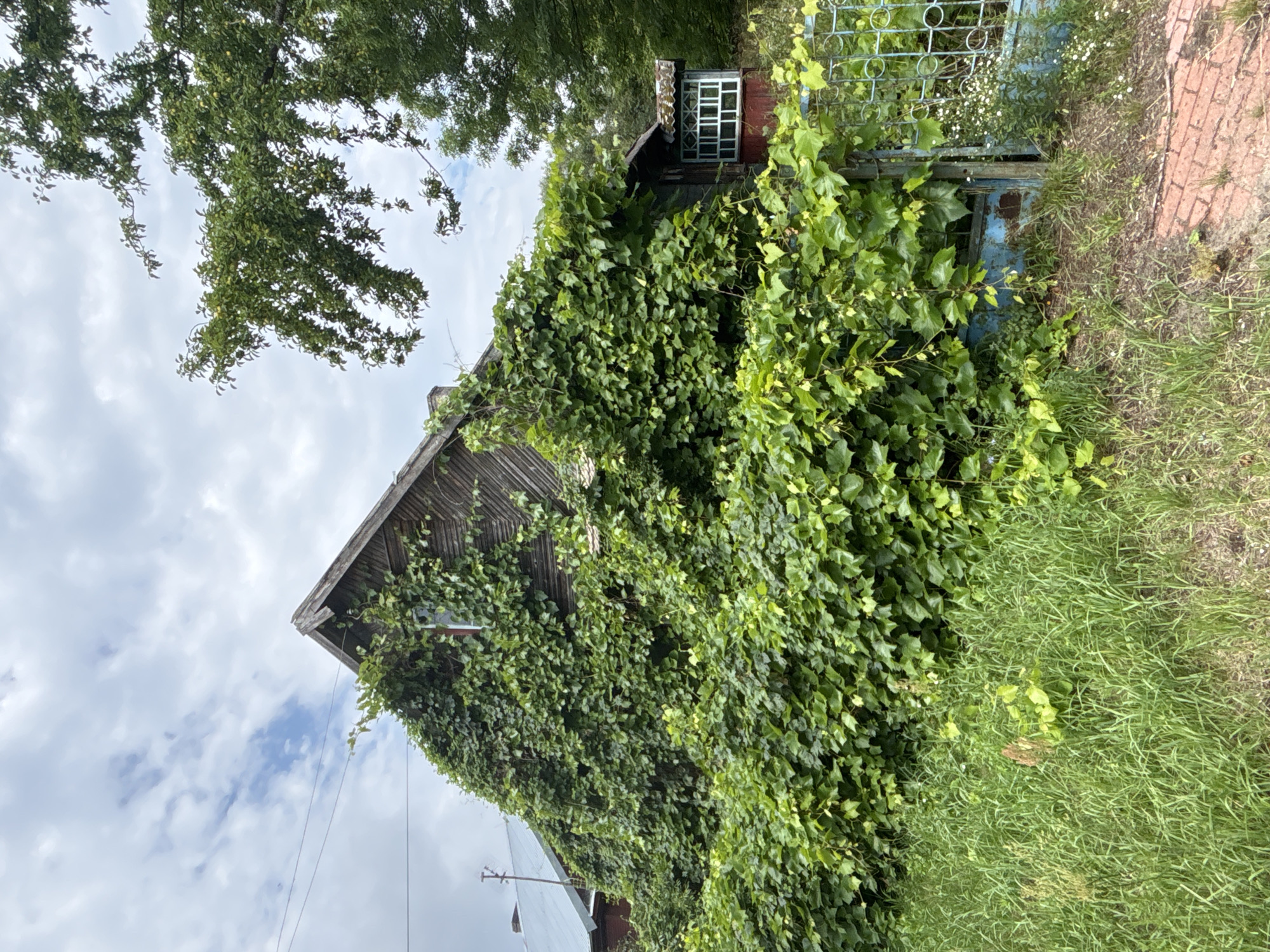 The image captures a weathered wooden house, largely obscured by dense green ivy, located in Trześcianka, Poland. The house has a prominent gable roof with visible wooden shingles and a single window on the upper floor. A small, red-framed sunroom or extension with a white-paned window is attached to the side of the main structure. In front of the house, a rusty, light blue metal gate stands partially open, revealing a glimpse of a red brick path and overgrown grass. Trees, including one with small fruits, are visible to the right and behind the house, and the sky above is partly cloudy with a mix of white clouds and patches of blue. The overall impression is one of an abandoned or neglected property in a rural setting.