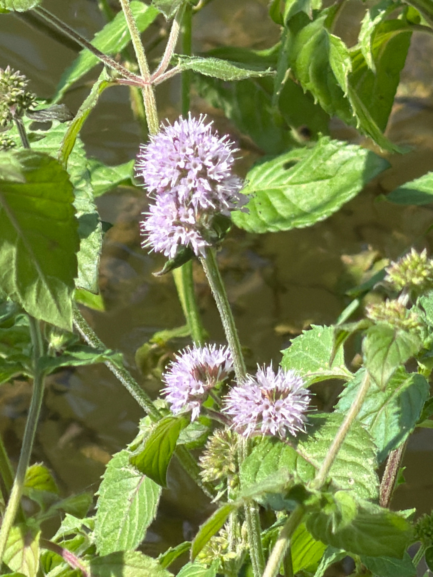 In the city of Balaklavsky District, Ukraine, a close-up, eye-level shot captures a cluster of pale purple flowers, likely mint blossoms, amidst lush green foliage. The flowers are characterized by their spherical shape and delicate, spiky petals. Sunlight illuminates the scene, highlighting the texture of the leaves and stems, some of which appear fuzzy or hairy. The background is blurred, suggesting water or a body of water, with a muted brown and green hue. The overall impression is a natural, outdoor setting, possibly near a pond or stream, with a focus on the intricate details of the flowering plants.