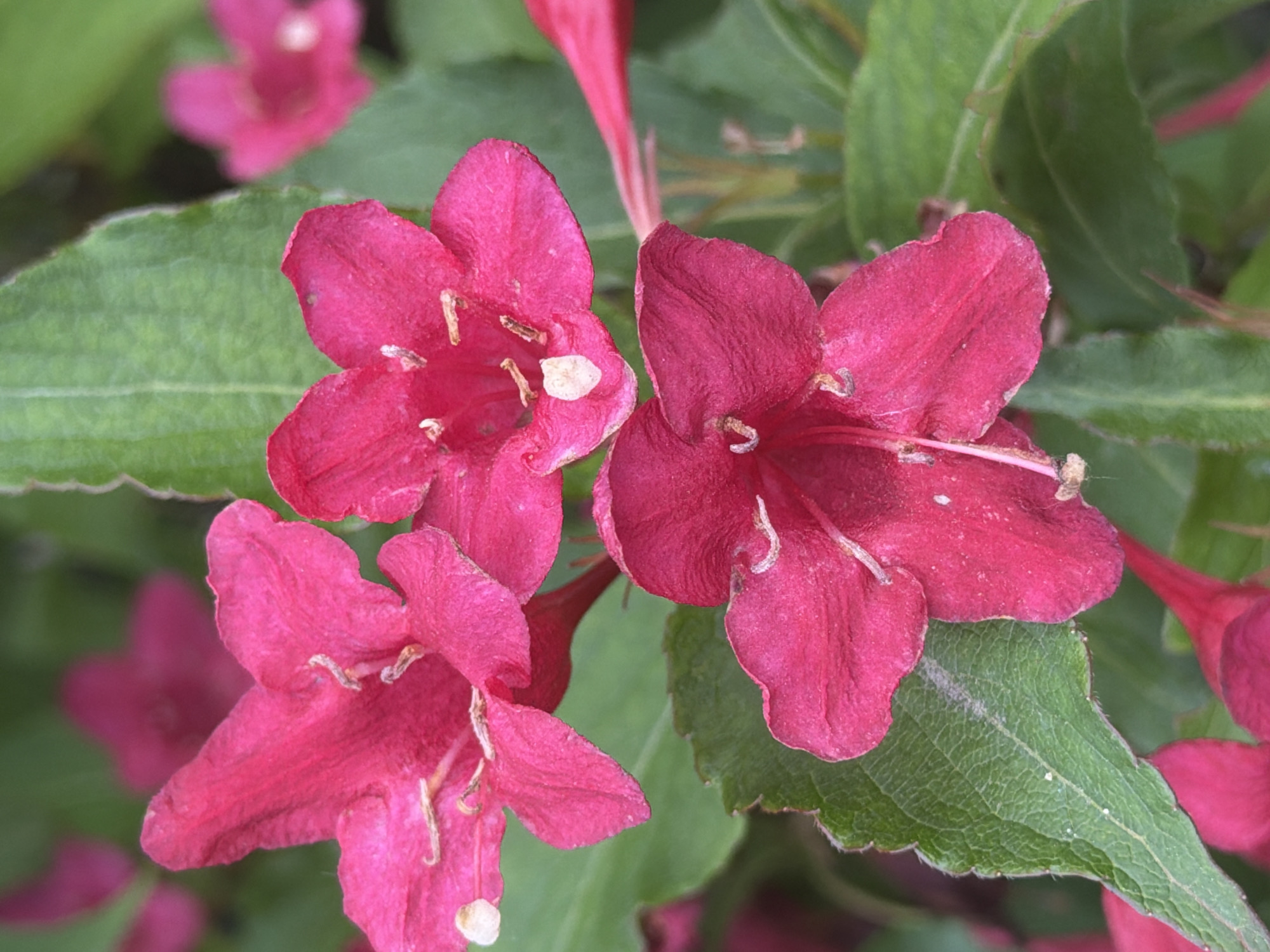 This is a close-up photograph of pink flowers with green leaves. The flowers are in various stages of bloom, with some fully open and others still budding. The petals are delicate and have a slightly crinkled texture. Some of the flowers have visible stamens and pistils. The leaves are broad and have a prominent vein pattern. The background is a blur of green, suggesting a natural outdoor setting. The image does not provide any information about the location within the city of Irpin, Ukraine, nor does it contain any people or specific actions.