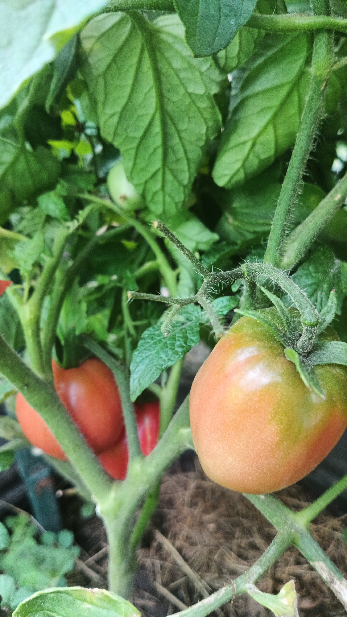 This is a close-up, eye-level, vertical, natural light, outdoor photograph of a tomato plant. The plant is in a garden setting, likely in Kryvyi Rih, Ukraine, as indicated by the context. The focus is on several developing tomatoes. One tomato in the foreground is partially ripe, transitioning from green to orange, with a fuzzy texture on its skin. Behind it, two fully red, elongated tomatoes are visible, slightly out of focus. The plant has thick green stems covered in fine hairs and large, textured green leaves. The background is a blur of more green foliage and some brown, fibrous material on the ground, possibly mulch. There are no people or animals present in the image. The scene depicts a part of a growing plant with ripening fruit.