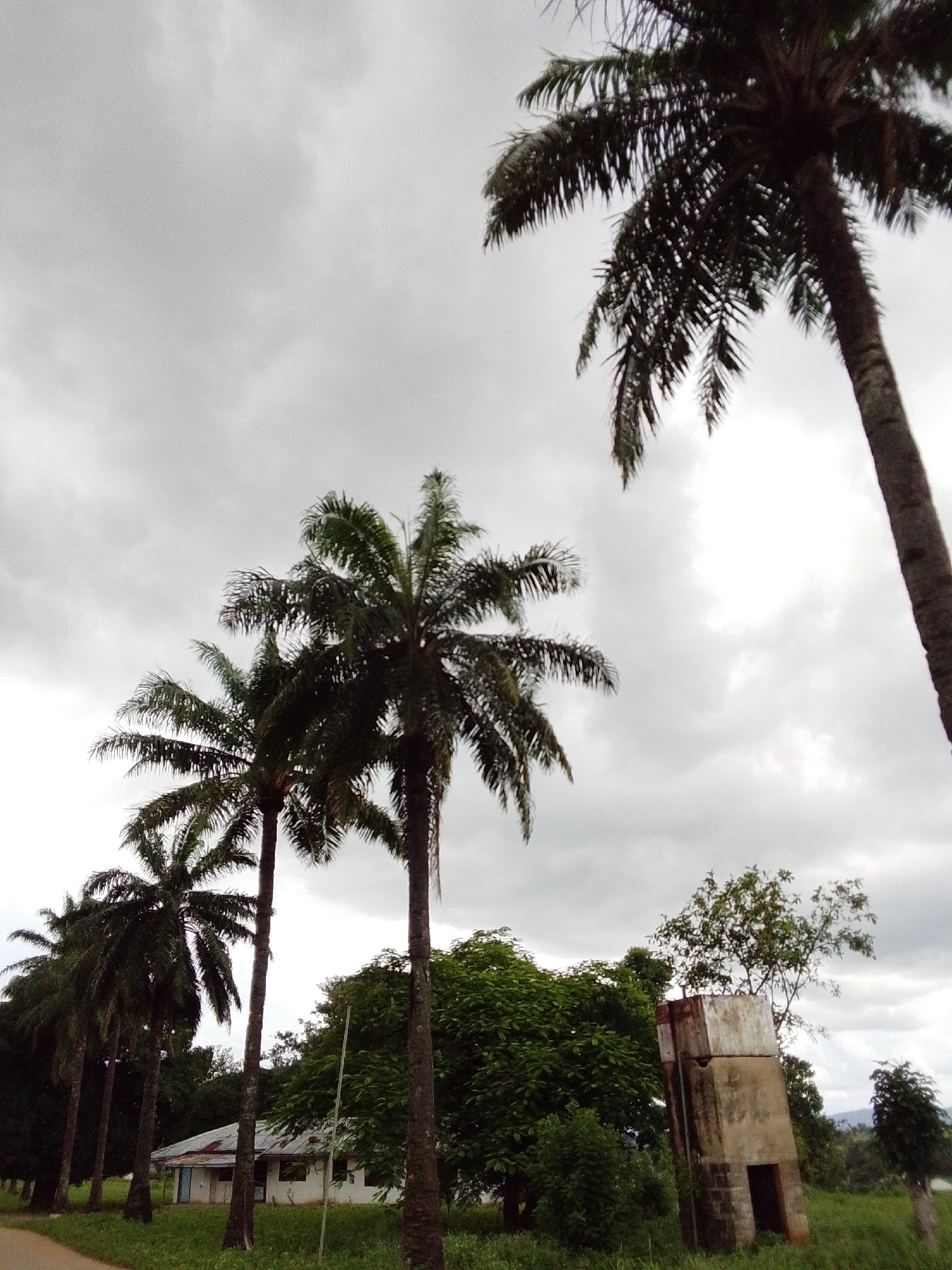 The image depicts a cloudy, overcast sky above a rural landscape in Serti, Nigeria. A row of palm trees lines the left side of the frame, with a modest, white-painted building with a corrugated metal roof situated behind them. A concrete structure, possibly an old water tower or well, stands to the right of the building. The ground is covered with green grass and vegetation, suggesting a natural or semi-cultivated environment. The overall impression is one of a serene, possibly weathered, rural setting.