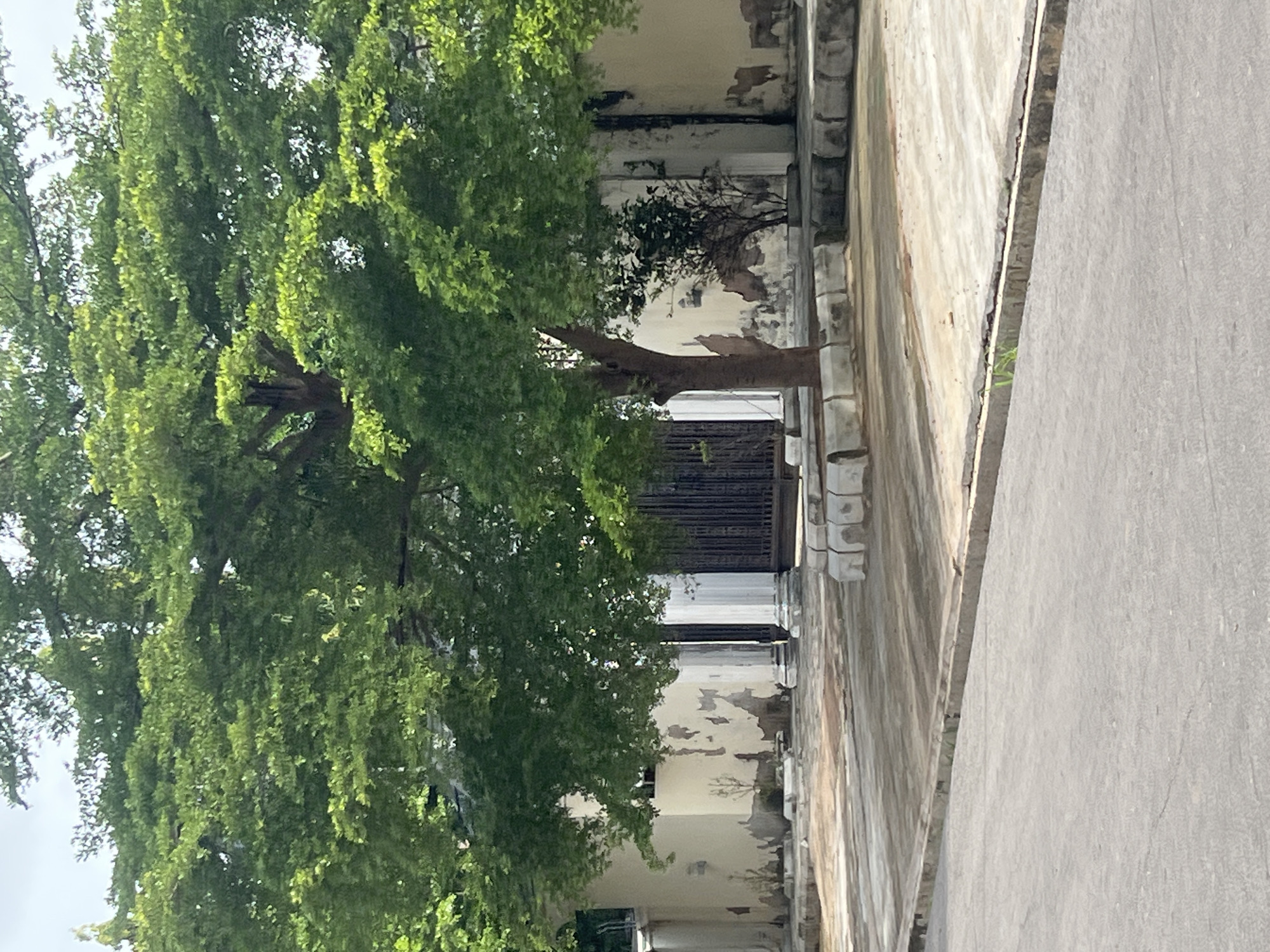 The image depicts a paved area with a large tree in the foreground, its dense green foliage dominating the upper half of the frame. Behind the tree, a weathered building with peeling paint is visible, featuring large columns and an ornate metal gate. The ground in front of the building is paved with concrete, interspersed with concrete barriers. A road is visible in the lower part of the image. The scene appears to be an outdoor urban environment. The context of Jalingo, Nigeria, suggests a tropical climate, which is consistent with the lush greenery of the tree. The architectural style of the building and the presence of the metal gate may indicate a residential or institutional property. The overall impression is one of an older, perhaps somewhat neglected, but still functional urban space.