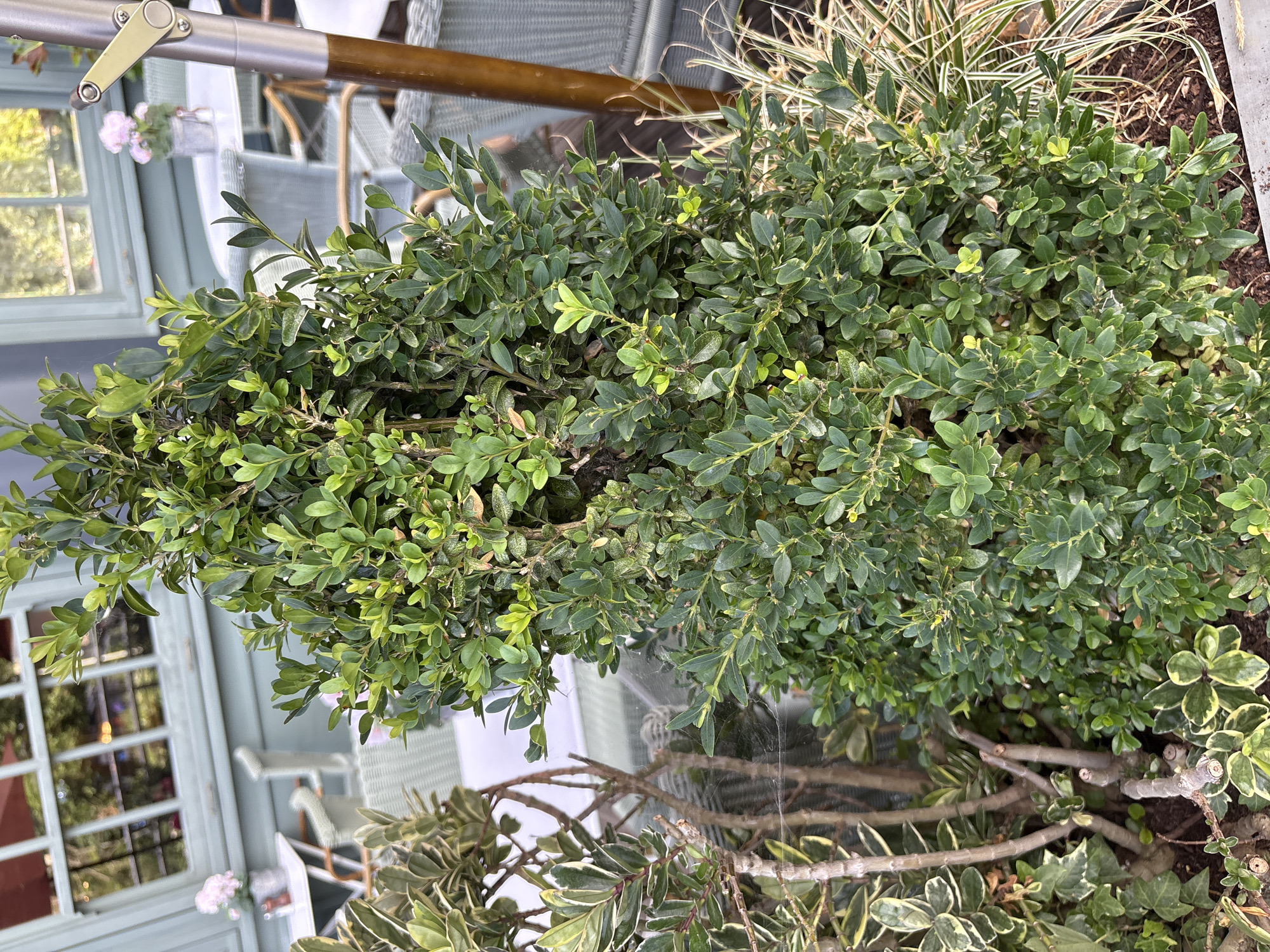 A medium shot captures a dense, conical-shaped boxwood shrub with dark green leaves in the foreground. The shrub is centrally located and takes up a significant portion of the frame. To the left of the boxwood, a smaller plant with variegated green and white leaves is partially visible. In the background, there is a light blue-green building with a window that reflects the outdoors. To the right of the boxwood, a portion of a metallic umbrella stand with a brown wooden handle is visible. Further in the background, tables and chairs, likely part of an outdoor seating area, are arranged. The scene appears to be an outdoor setting, possibly a patio or garden area.