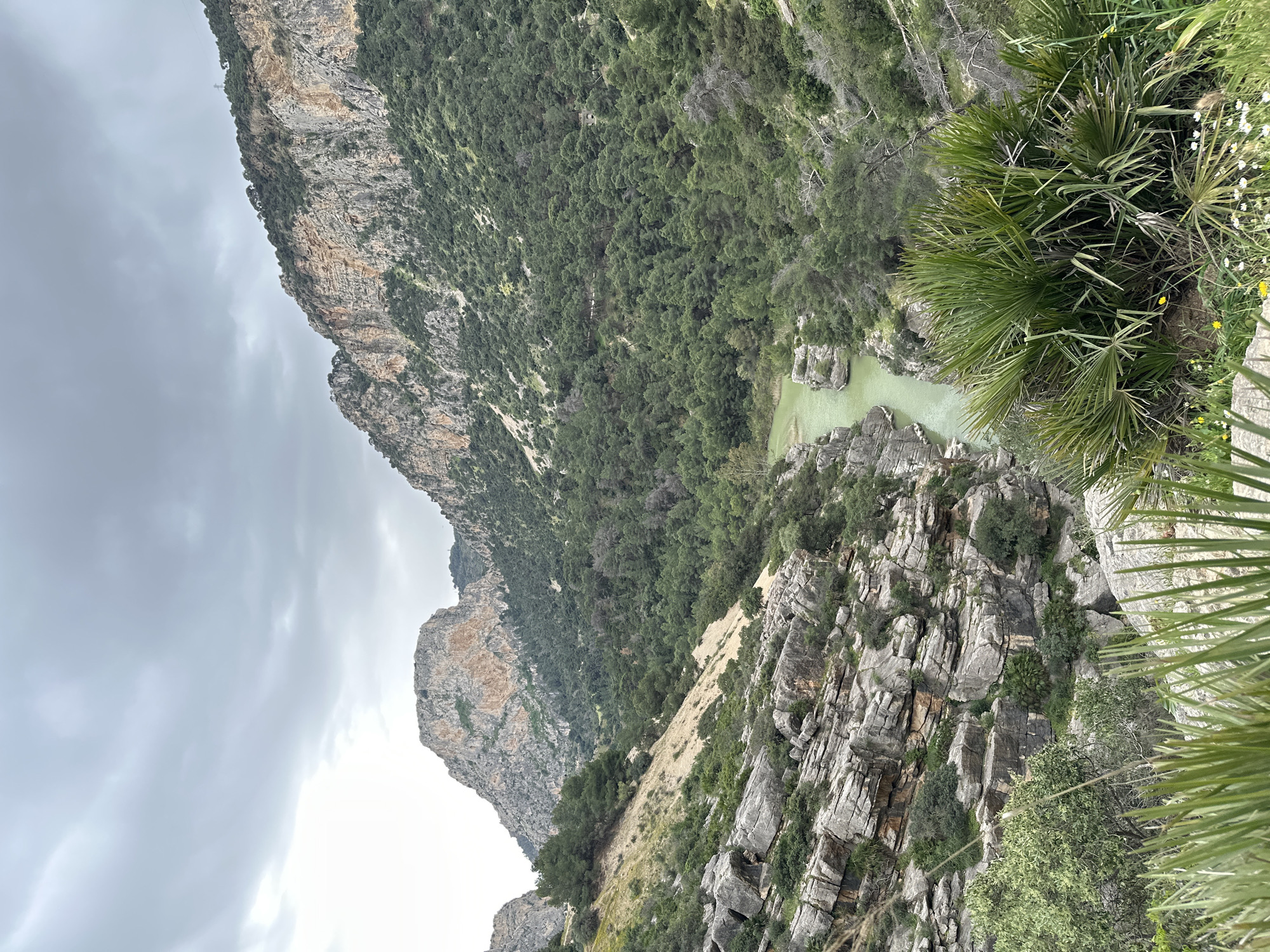 The image captures a breathtaking view of a deep, verdant gorge, characteristic of the landscape around Ardales, Spain, likely featuring the El Caminito del Rey area. The scene is dominated by towering, rugged cliffs composed of grey and brownish rock formations, with lush green forests of trees and shrubs clinging to the slopes and covering the upper plateaus.
A tranquil, light green or turquoise river snakes its way through the bottom of the canyon, bordered by rocky banks and sparse vegetation. The sky above is overcast and grey, indicating a cloudy day, which creates a soft, diffused light across the landscape.
In the immediate foreground, on the right side, vibrant green palm-like plants with distinctive spiky leaves, along with some smaller green foliage and delicate white and yellow wildflowers, frame the view, suggesting the vantage point is from a natural overlook or pathway. No people or animals are visible, underscoring the wild and untamed nature of the environment. The overall impression is one of immense natural grandeur and serene beauty. A very small, indistinct building or structure can be faintly observed high on a forested slope on the left side of the gorge in one of the detailed crops. There is no visible text.