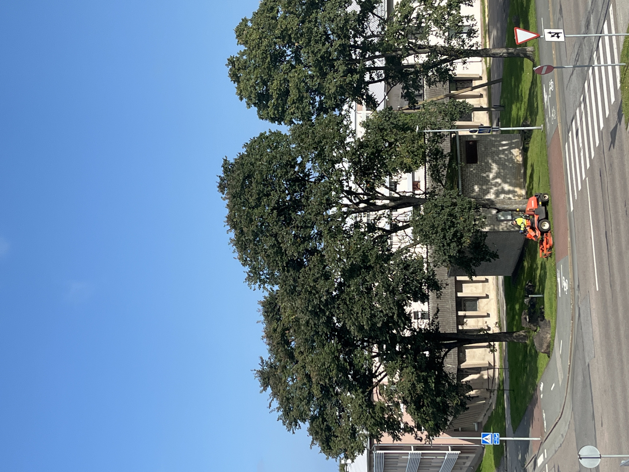 In Kohtla-Järve linn, Estonia, a man in a yellow vest operates a red ride-on lawnmower on a grassy area next to a brick building. The lawnmower is cutting the grass. Several large trees with dark green foliage are present in the scene, with one tree positioned in front of the brick building and two others to its right. In the background, there are low-rise buildings, one with a light-colored facade and horizontal windows. To the left of the lawnmower and grass area, there is a paved road with white lane markings and a pedestrian crossing. A blue and white pedestrian crossing sign is visible on a pole near the road. The sky is clear and blue.