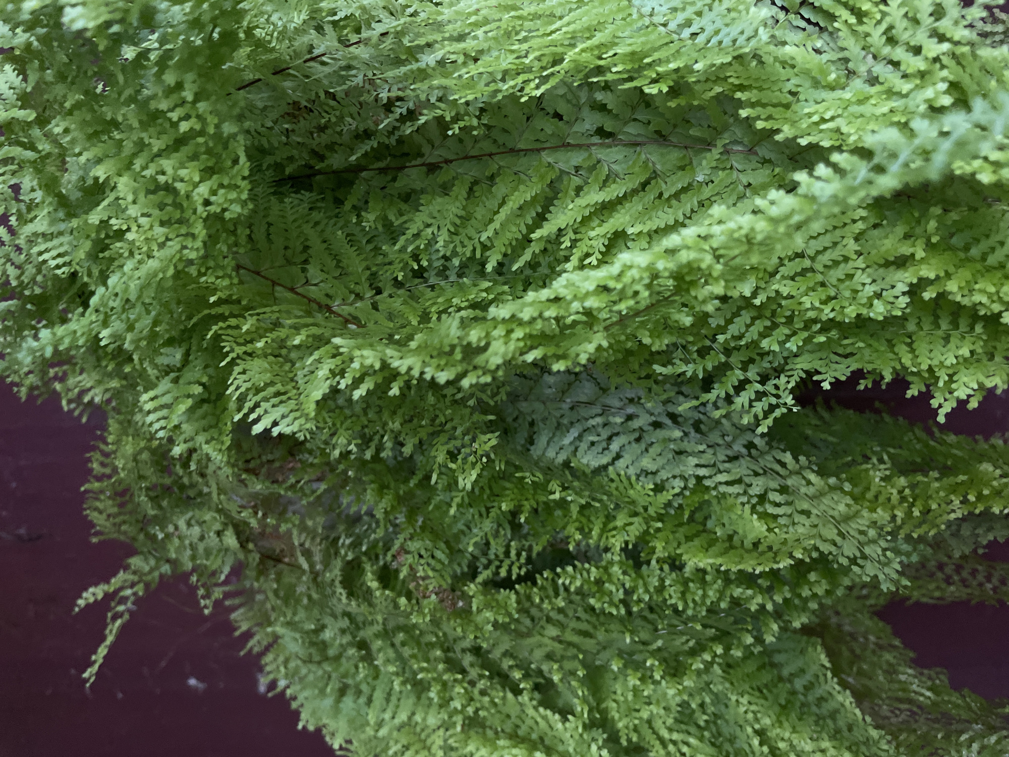 The image displays a close-up of a vibrant green fern plant, likely an indoor or hanging variety, with delicate fronds cascading downwards. The background is a dark, textured surface, possibly a wall, with a deep maroon or burgundy hue. There are no people or animals visible in the image. The lighting appears to be natural, casting soft shadows and highlighting the intricate details of the fern's foliage. The overall impression is one of lushness and organic beauty.
The provided image is a close-up of a fern plant. As there are no recognizable landmarks or context within the image itself, it is impossible to determine its specific location within the city of Manado, Indonesia, or any other city for that matter. The image does not contain any information that can be used to infer a geographical location.