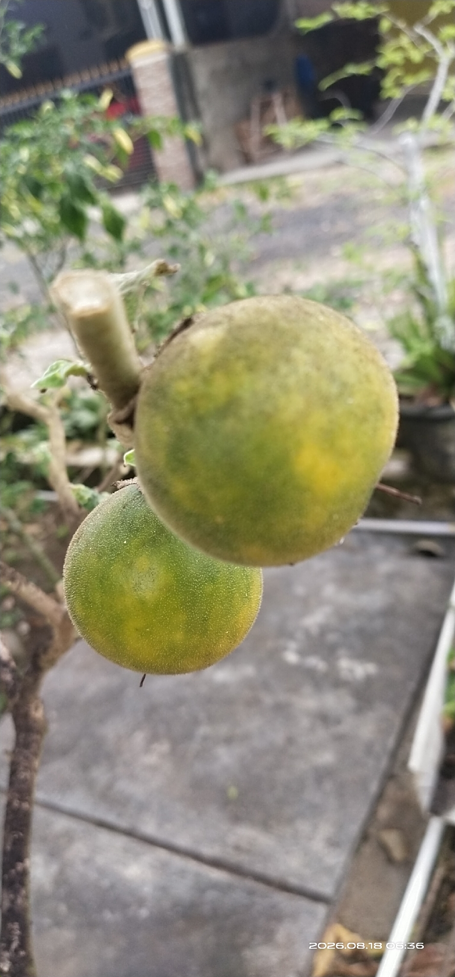 The image shows two round, green, fuzzy fruits hanging from a branch. The larger fruit is in the upper right, and the smaller fruit is below it. The background is blurry and appears to be an outdoor environment with some vegetation and a concrete surface. A timestamp in the lower right corner reads "2026.08.18 06:36". The location in Matabu, Indonesia is not specified or discernible from the image.