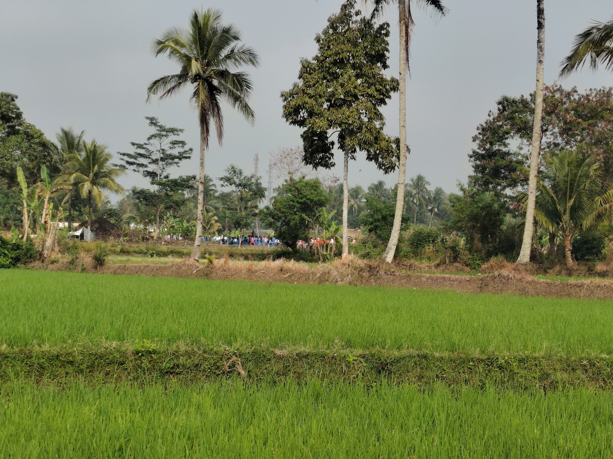 The image shows a bright, overcast day in Sukaratu, Indonesia, featuring a lush green rice paddy in the foreground. The paddy is divided by a narrow, vegetated embankment. Beyond the paddy, a group of people, likely locals, are gathered near a cluster of trees and a small building. The background is filled with tropical foliage, including several tall palm trees and other dense vegetation. Two cell towers are visible in the distance, suggesting the presence of modern infrastructure within this rural landscape. The overall scene depicts a typical rural environment in Indonesia, with agricultural land and a community gathering.
