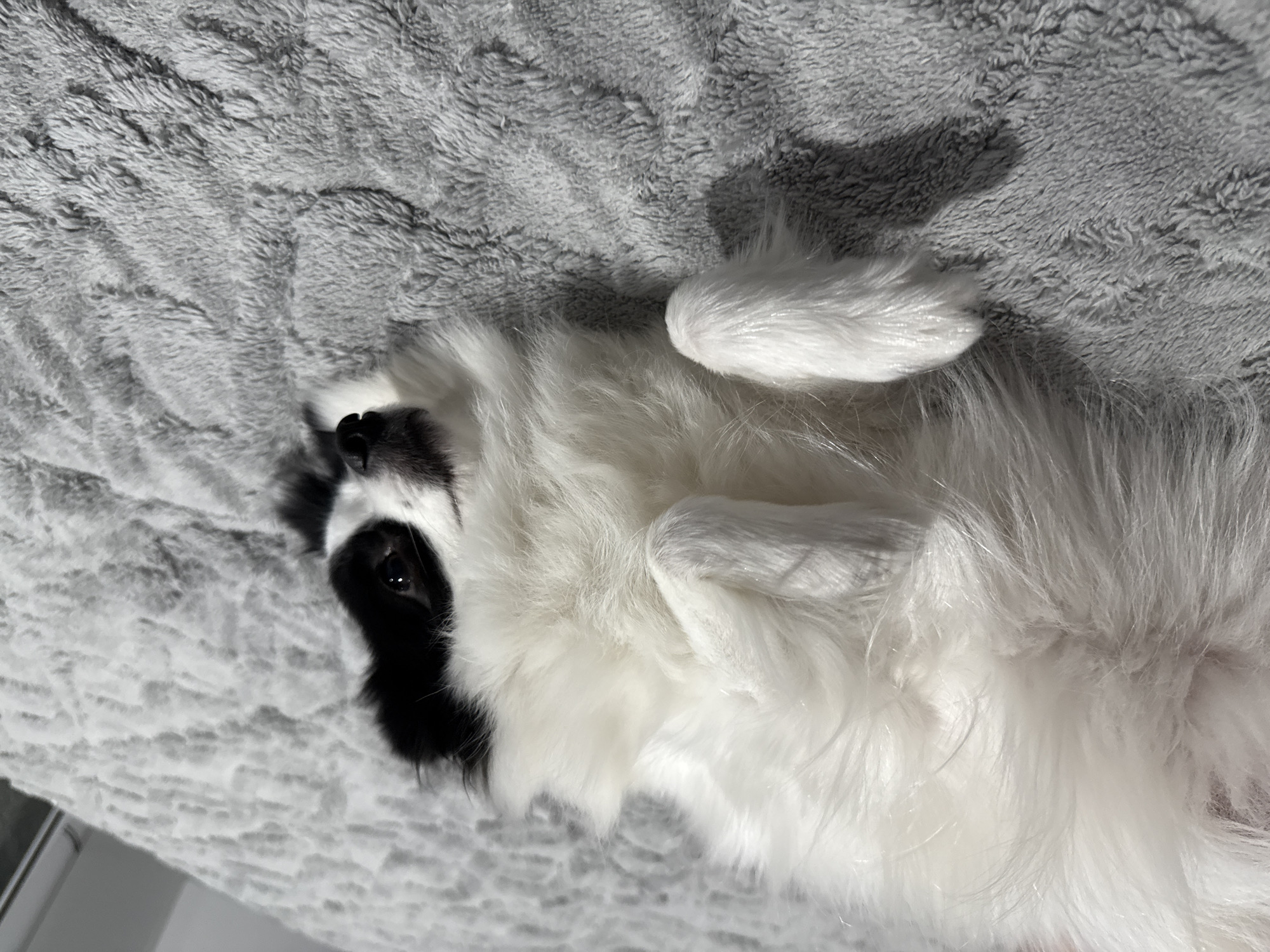 A black and white dog is lying on its back on a grey, textured blanket. The dog has mostly white fur, with a black patch around one eye. The dog's paws are white and fluffy. The background is out of focus, but appears to be a room with light-colored walls. There is no indication of the location being Stara Zagora, Bulgaria.