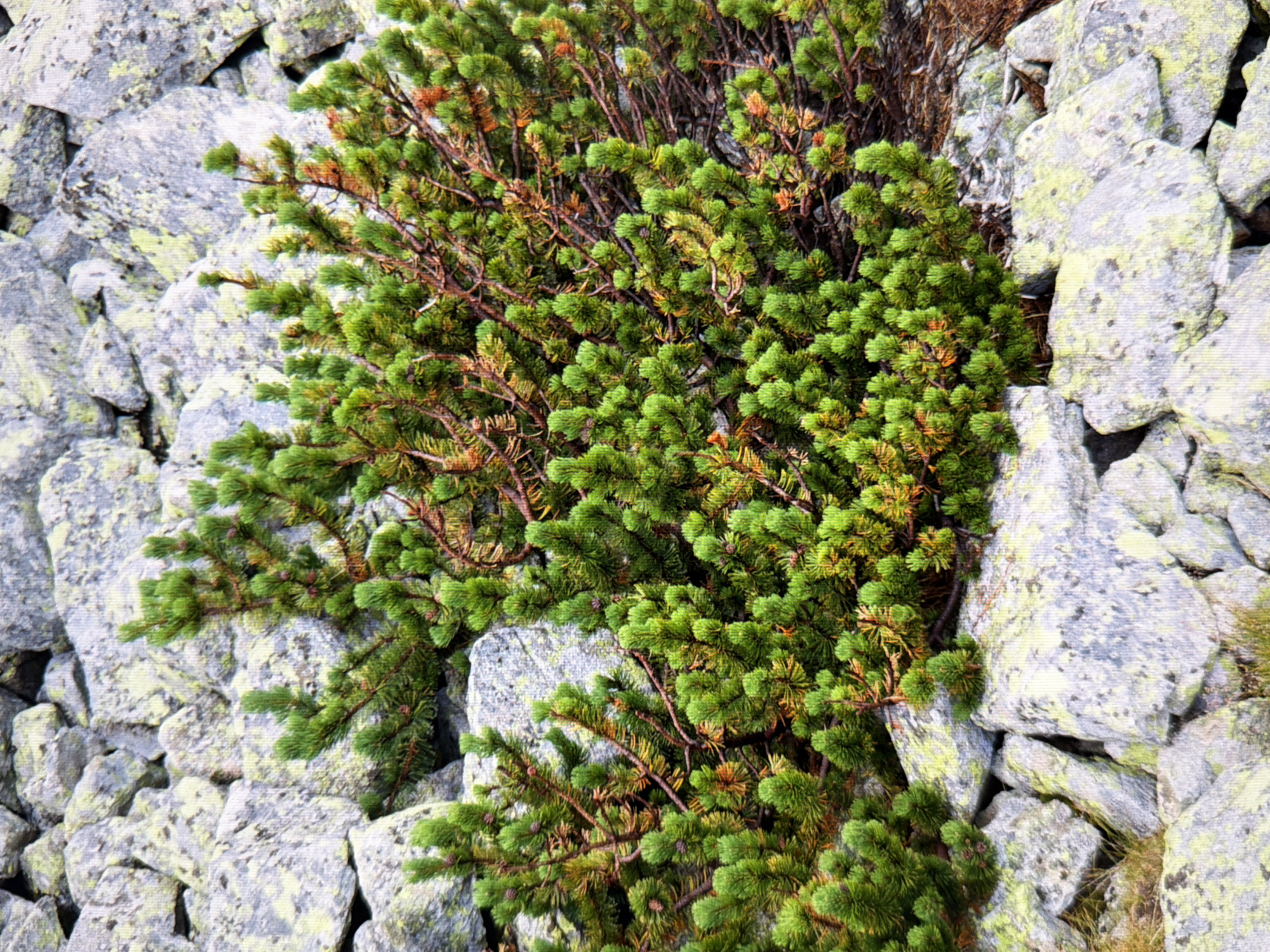 The image depicts a close-up view of a small evergreen shrub growing among large, grey, moss-covered rocks. The shrub has vibrant green needles and brown branches, with some tips showing a reddish-brown hue, suggesting the change of seasons or natural coloration. The rocks are unevenly shaped and appear to be a natural formation. There are no people or any man-made objects visible in the scene. The environment appears to be outdoors, likely in a rocky, mountainous or natural terrain. The lighting suggests it is daytime. The image does not contain any elements that would suggest a specific location within the city of Kyiv, Ukraine.