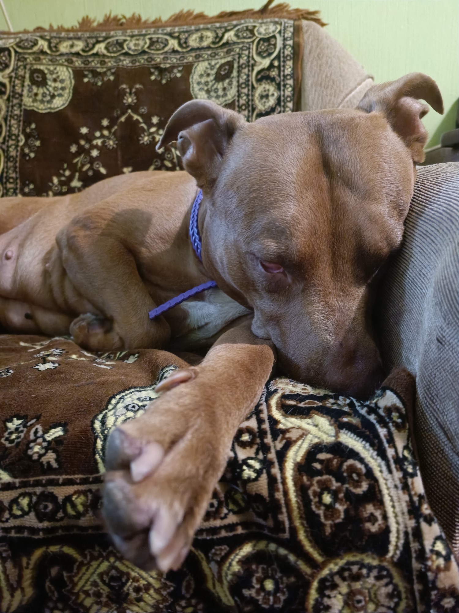 A brown pit bull dog lies sleeping on a patterned brown blanket draped over a couch in an indoor setting. The dog is on its side with its head resting on its paws and against the armrest of the couch. A blue braided collar is visible around the dog's neck. The blanket has a complex floral and geometric pattern in shades of brown, beige, and black. The couch appears to be upholstered in a ribbed beige fabric. The background shows a green wall and the edge of another couch with a fringed tapestry. The overall lighting is dim. The image does not contain any identifiable landmarks or context that would place it specifically in Zaporizhzhia, Ukraine.