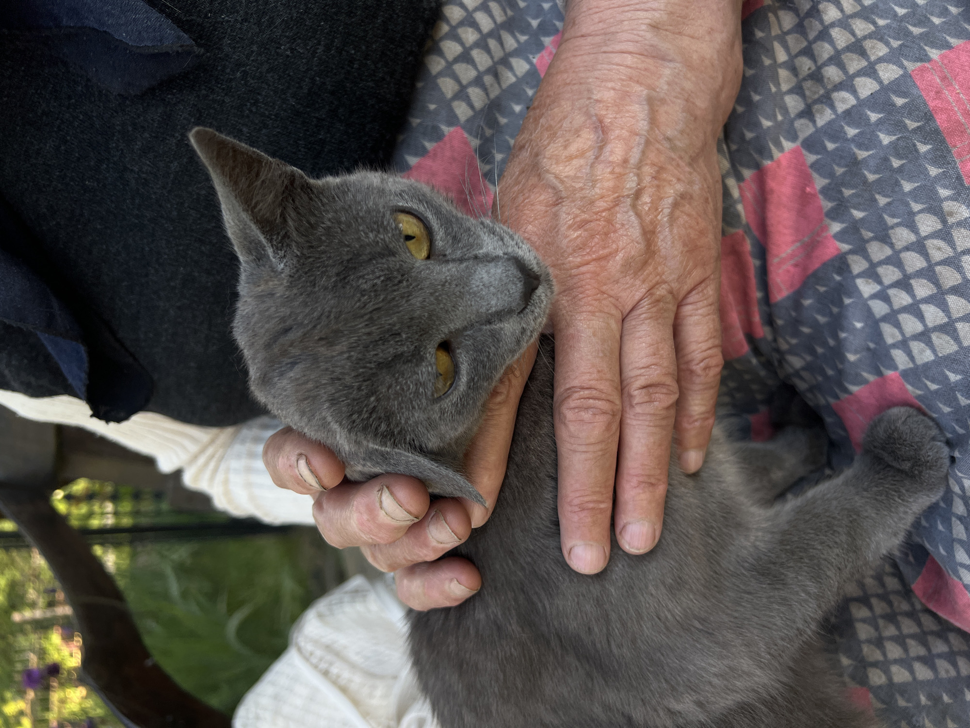 This media file shows an overhead view of a gray cat being petted by an elderly person's hands. The cat is lying down, its head turned towards the viewer, with large yellow eyes. The person's hands are gently stroking the cat's fur, with visible veins and skin texture suggesting an older individual. The cat and person are positioned on a patterned fabric, possibly a blanket or clothing, with a dark gray, blue, and pink geometric design. In the background, out of focus, a dark fabric garment is visible, along with glimpses of greenery and what appears to be outdoor furniture, suggesting an outdoor setting. The lighting indicates it is daytime. There is no visible text in the image. The scene conveys a sense of calm and affection between the person and the cat. The provided location context is Vertelka, Ukraine.