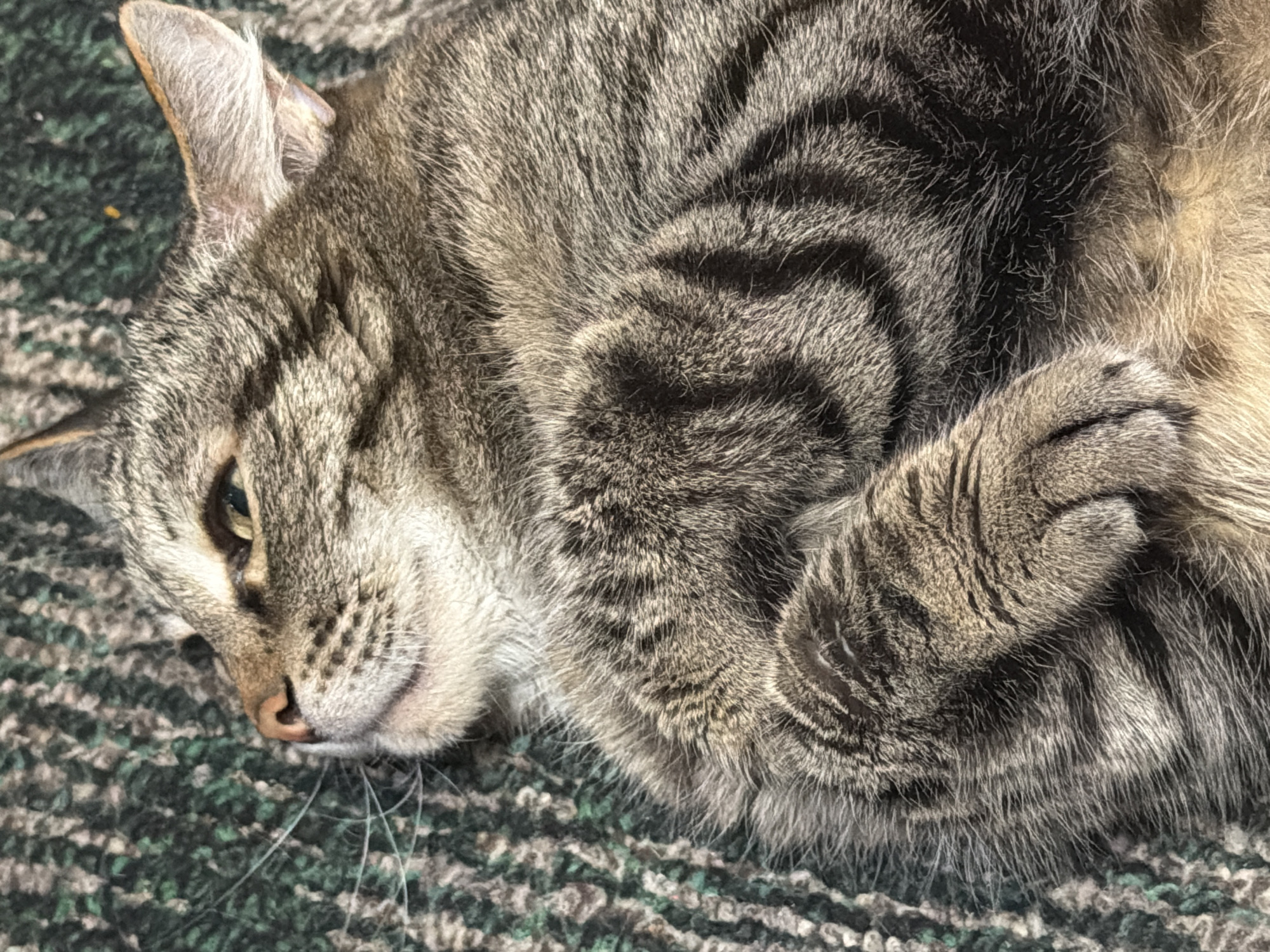 A close-up shot shows a tabby cat lying on its back on a patterned rug. The cat's eyes are closed, and its head is tilted slightly to the left. The cat's fur is a mix of brown, black, and gray, with distinct tabby markings. Its paws are resting on its chest. The rug appears to be made of thick yarn or fabric with a pattern of green and brown threads. The lighting suggests the image was taken outdoors or near a window, with sunlight casting shadows on the cat's fur. The specific location in Izhevsk, Russia, cannot be determined from the image alone.