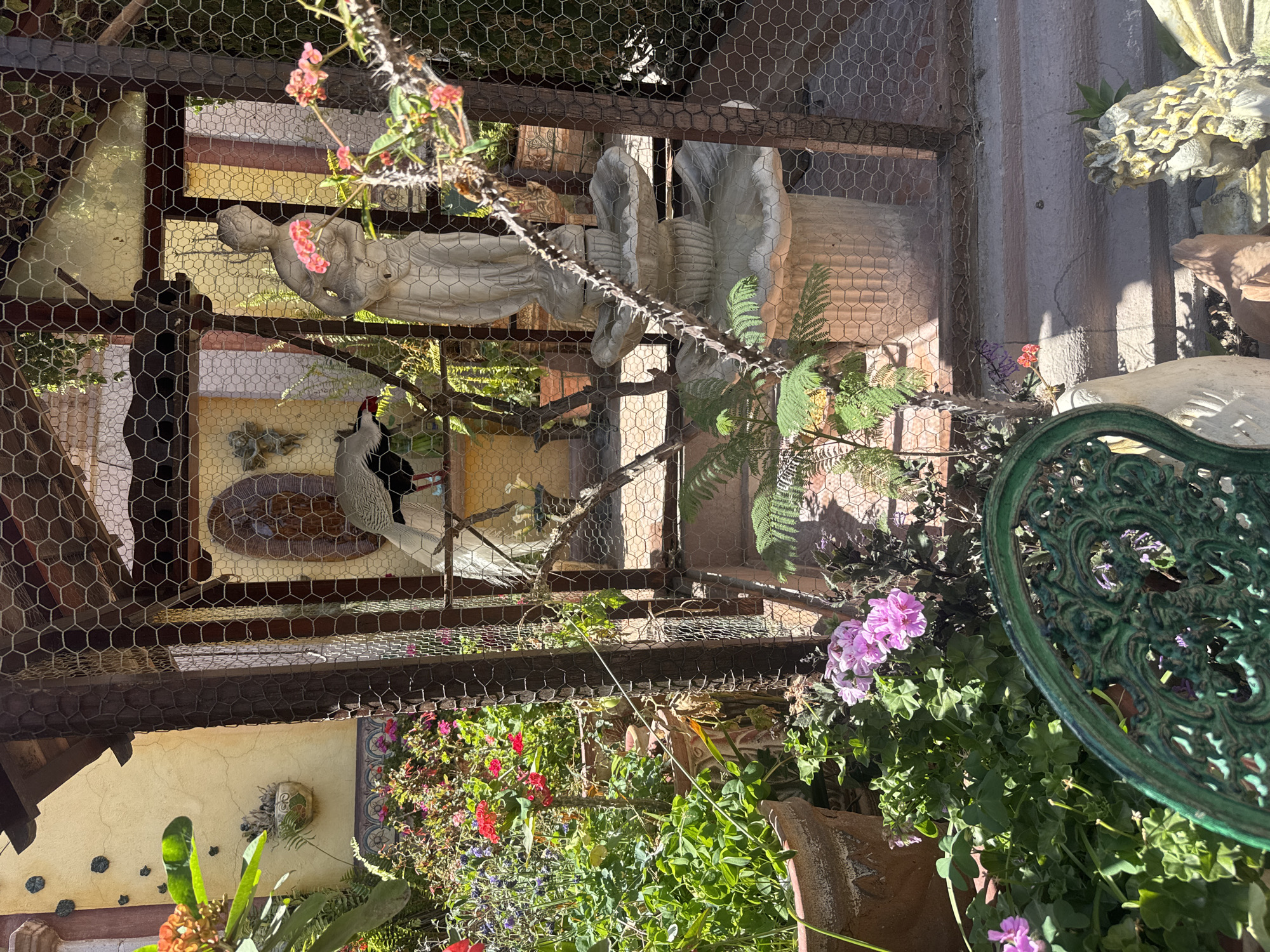 This photograph appears to have been taken in a garden setting, possibly in Bernal, Mexico, given the request in the prompt. The image shows a bird or chicken coop made of chicken wire and a wooden frame. Inside, there are various decorative elements, including statues, pottery, and plants. A white and black bird is visible inside the coop, near what appears to be a bird bath. Outside the coop, there is a lush garden with various flowers and plants. A decorative green metal chair is partially visible in the foreground. The scene is well-lit, suggesting it is daytime.