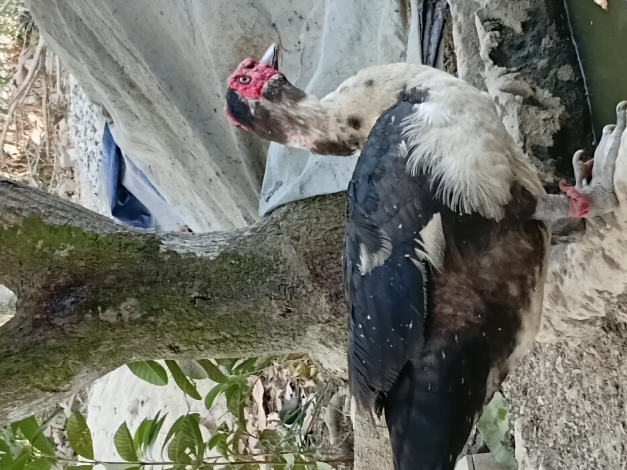 A duck stands on a rocky surface near a body of water, with a tree to its left and a tarp in the background. The duck has black and white feathers and a red face. The environment appears to be outdoors in a rural or undeveloped area, consistent with Margo Rukun, Indonesia.