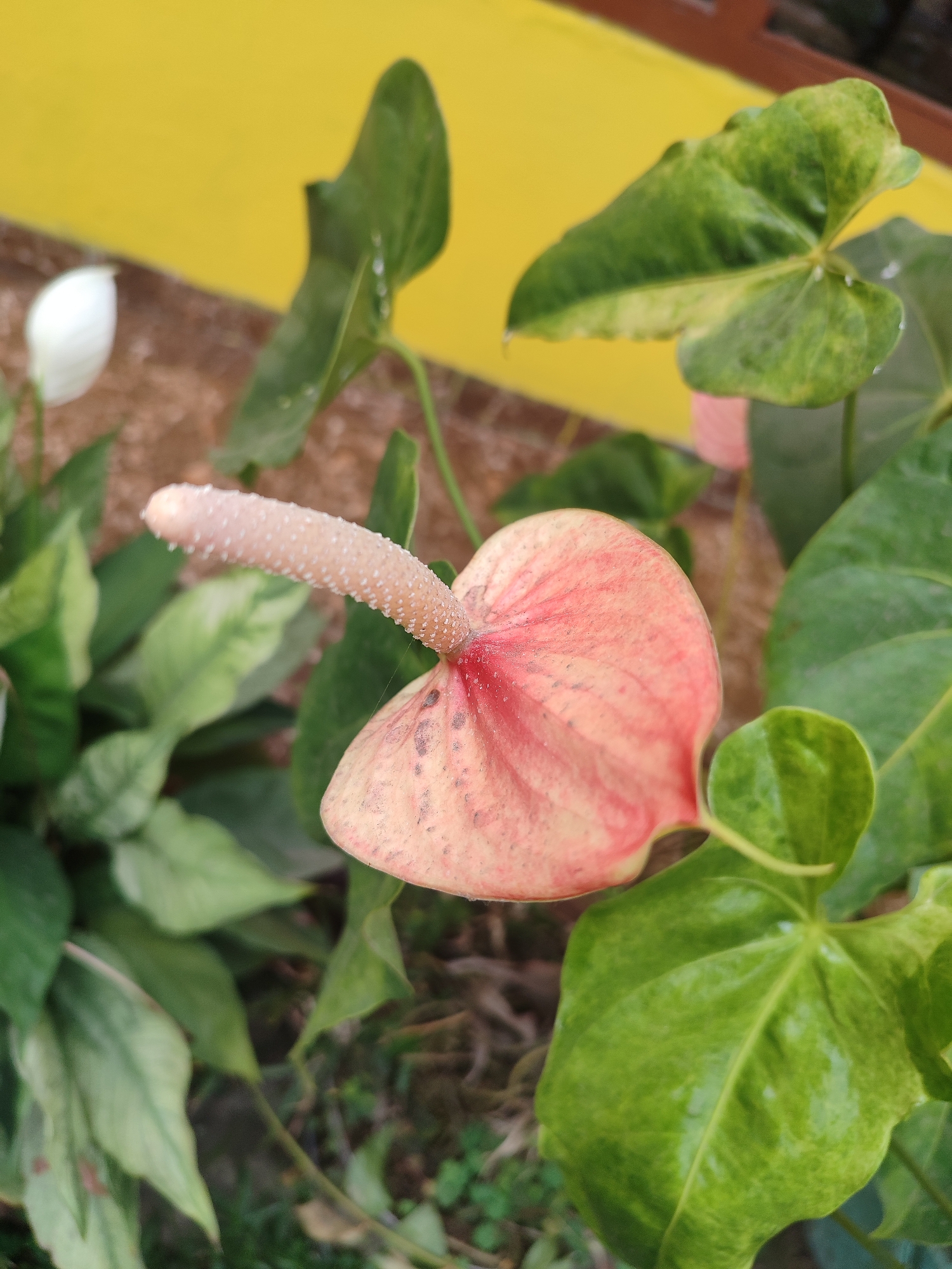 In Gantungan, Indonesia, a close-up shot showcases a blooming pink and cream anthurium flower with a prominent spadix. The flower is surrounded by lush green foliage, with hints of yellow in the background. The image appears to have been taken outdoors, possibly in a garden or a natural setting within the city.