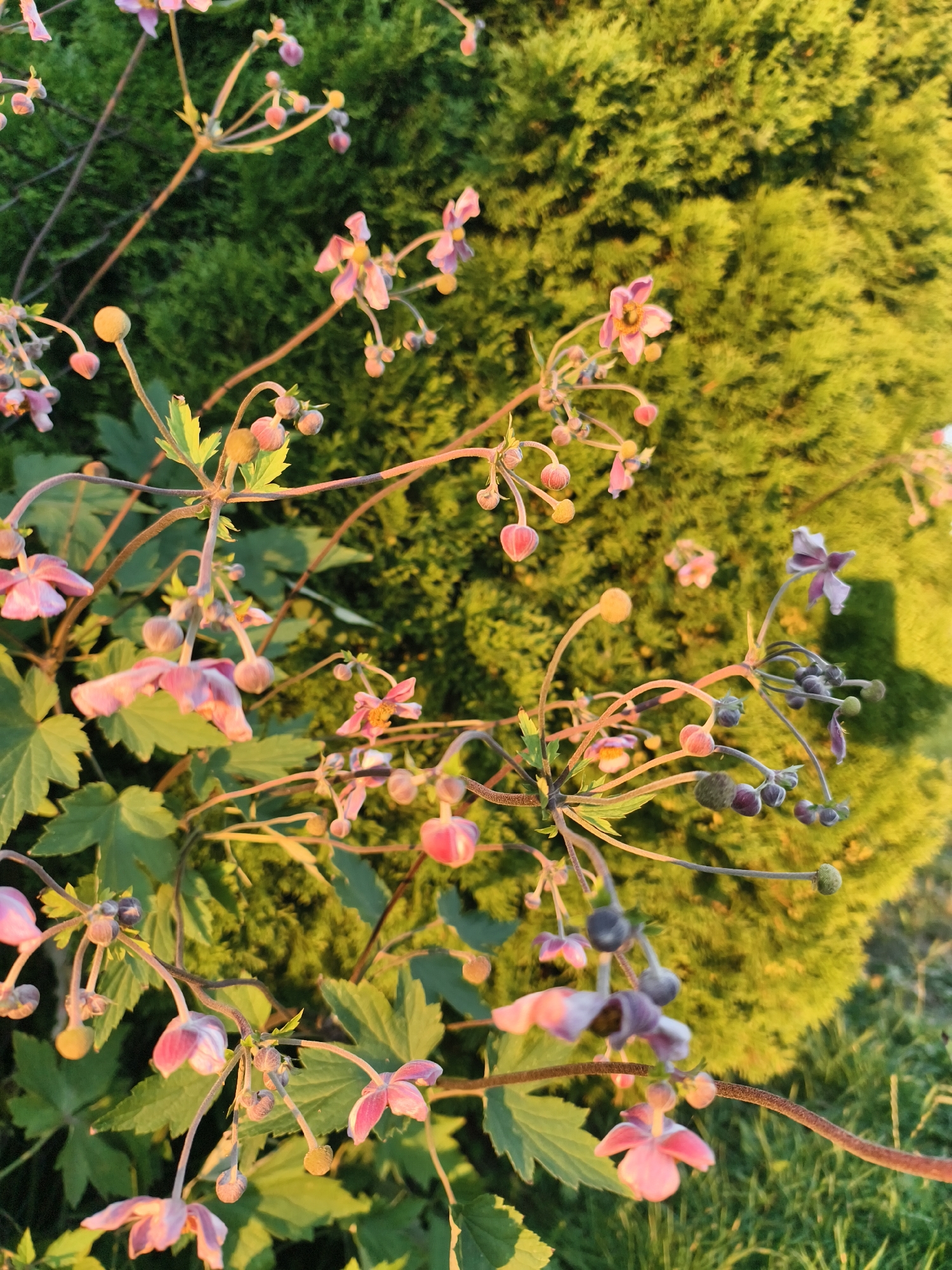 This is a close-up, low-angle shot of pink and purple flowers and buds on thin stems, set against a blurred background of lush green foliage, possibly a conifer bush, with some dry grass visible in the lower right corner. The lighting suggests it is either early morning or late afternoon, casting a warm glow on the scene. The flowers are delicate with multiple petals, some open and some in bud formation. The overall impression is one of natural beauty and tranquility. There are no people, specific landmarks, or identifiable objects that would indicate a location within the city of Tczew, Poland.