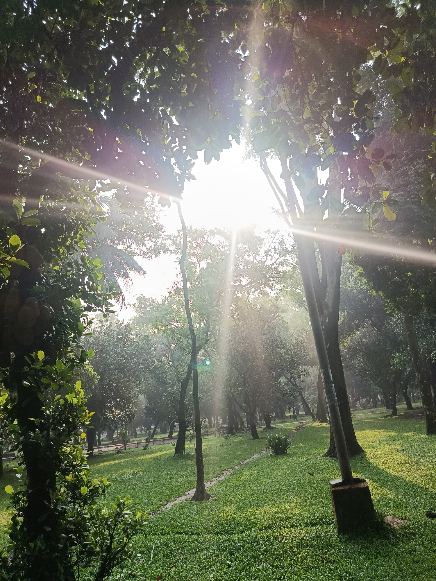 A medium-shot, eye-level photograph depicts a park scene in Dhaka, Bangladesh, under intense sunlight. The foreground features dense foliage on the left and a verdant lawn with scattered trees occupying most of the frame. Sunlight filters through the canopy, creating bright rays and patches of light across the scene. A tree trunk with a square-cut base stands prominently in the right foreground. Further back, the park stretches into the distance, with more trees and pathways discernible. The overall impression is one of a peaceful, sunlit park setting.