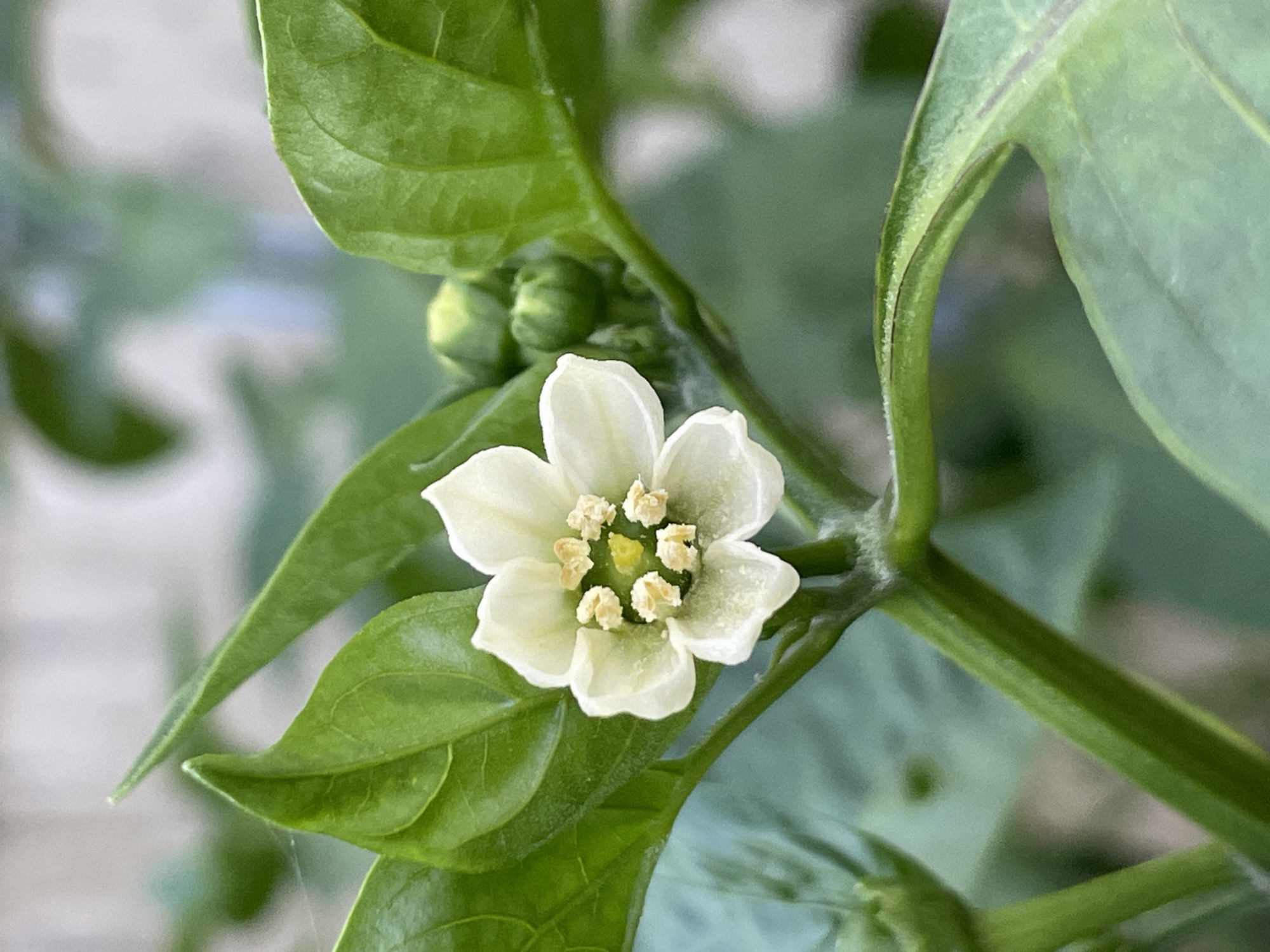 A close-up, eye-level, outdoor photograph captures a single, delicate white flower with five petals, positioned slightly off-center to the right. The flower's center is adorned with yellow stamen, which appear to be slightly fluffy or textured. Surrounding the bloom are vibrant green leaves, some of which are sharply in focus while others are softly blurred, creating a shallow depth of field. Two green buds are visible behind and to the right of the flower, hinting at future growth. The stems are also a prominent green, with a slightly fuzzy texture. The background is a soft, out-of-focus blur of greens and whites, suggesting other foliage and possibly a light-colored structure or wall. The lighting appears natural, likely daylight, with a soft, diffused quality. There are no people or animals visible in the image, and no specific urban or natural landmarks are identifiable that would definitively place it in Kostyaki, Russia. The image is a detailed botanical study of a single flowering plant.