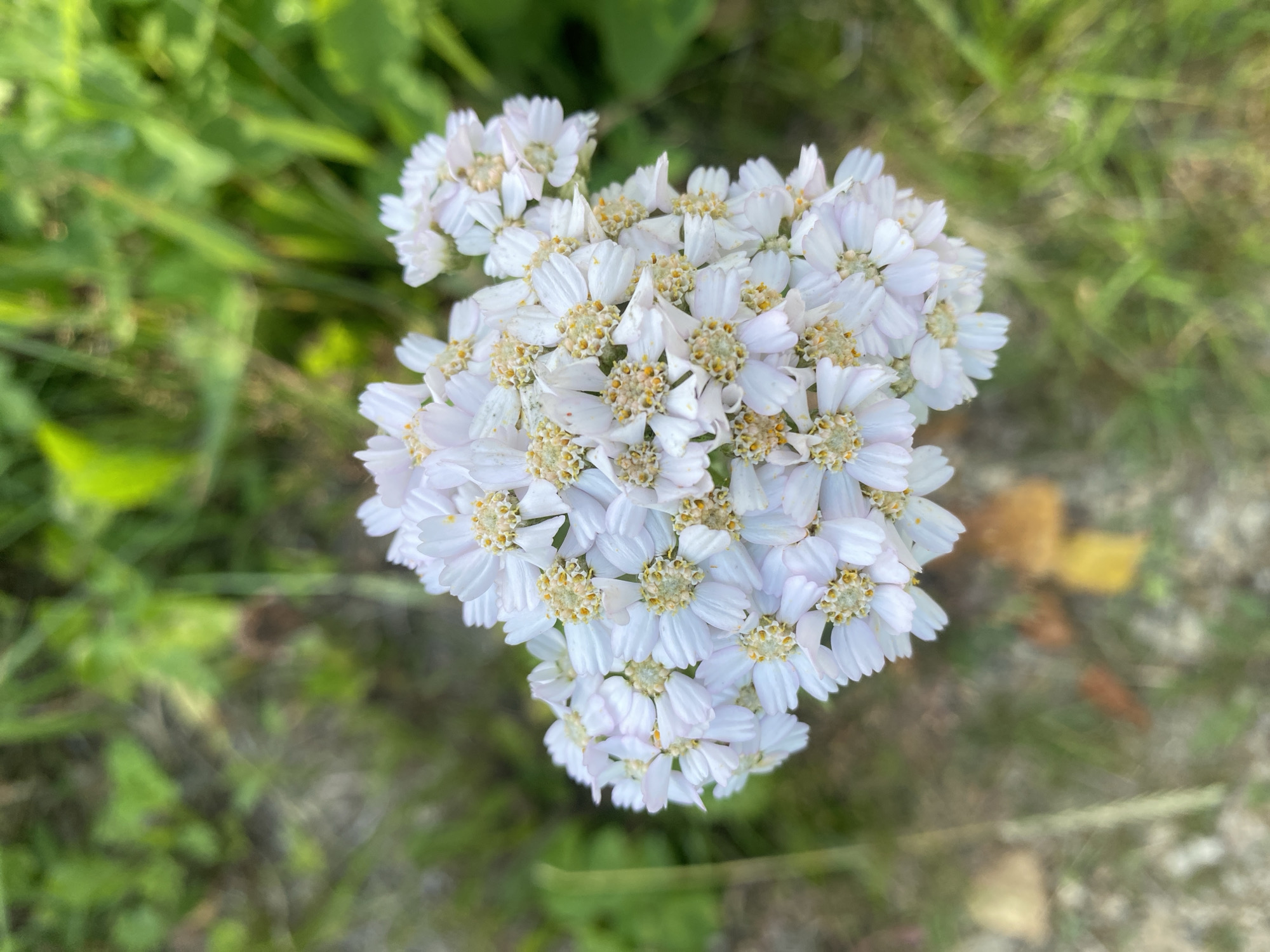 A cluster of delicate white flowers with yellow centers is in sharp focus against a blurred background of green foliage and earth. The flowers, likely yarrow, are tightly packed together in an umbel formation. The surrounding environment is natural, with hints of dry leaves and patches of soil visible beneath the greenery. The overall impression is one of a close-up view of a common wildflower in a rural or natural setting.