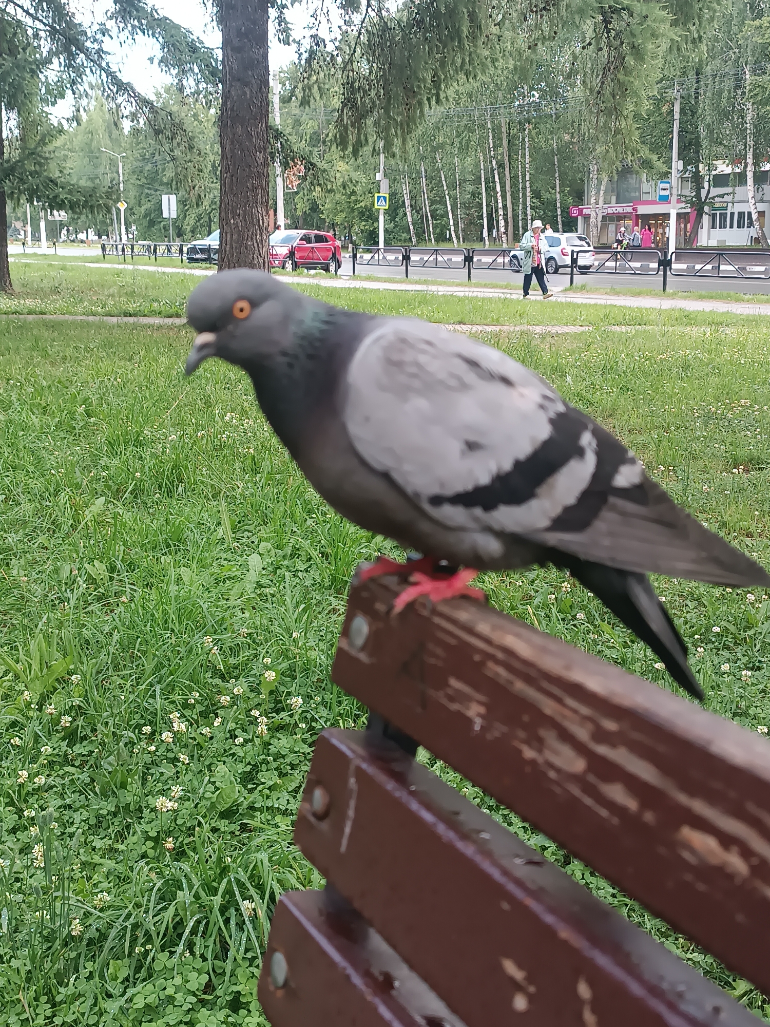 A pigeon is perched on a wooden park bench in Chaikovsky, Russia. The pigeon, predominantly grey with black markings on its wings and tail, is looking to its left with its beak slightly open. Its orange eye is visible. The bench is dark brown with visible wear marks. In the background, a grassy area with small white flowers is visible, interspersed with taller green grass. Beyond the grass, a road is present with a black metal fence separating it from the park. Cars, including a red one and a white one, are visible on the road, as well as several people walking. Buildings with signage are in the distance, and trees line the area. The sky is overcast.