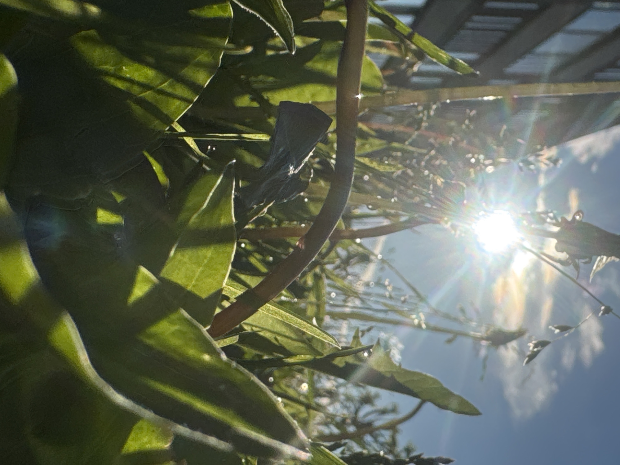 The image shows a low-angle view of green plants with water droplets on them, illuminated by bright sunlight. The sun is positioned high in a clear blue sky with a few scattered clouds. The light creates lens flares and highlights the dew or raindrops on the plants. In the background, a modern building with dark windows is visible on the left. The scene appears to be an outdoor green space in the city of Tallinn, Estonia, likely a park or garden area near an urban structure. There are no people or animals in the frame. The focus is on the natural elements of the plants and the atmospheric effects of sunlight.