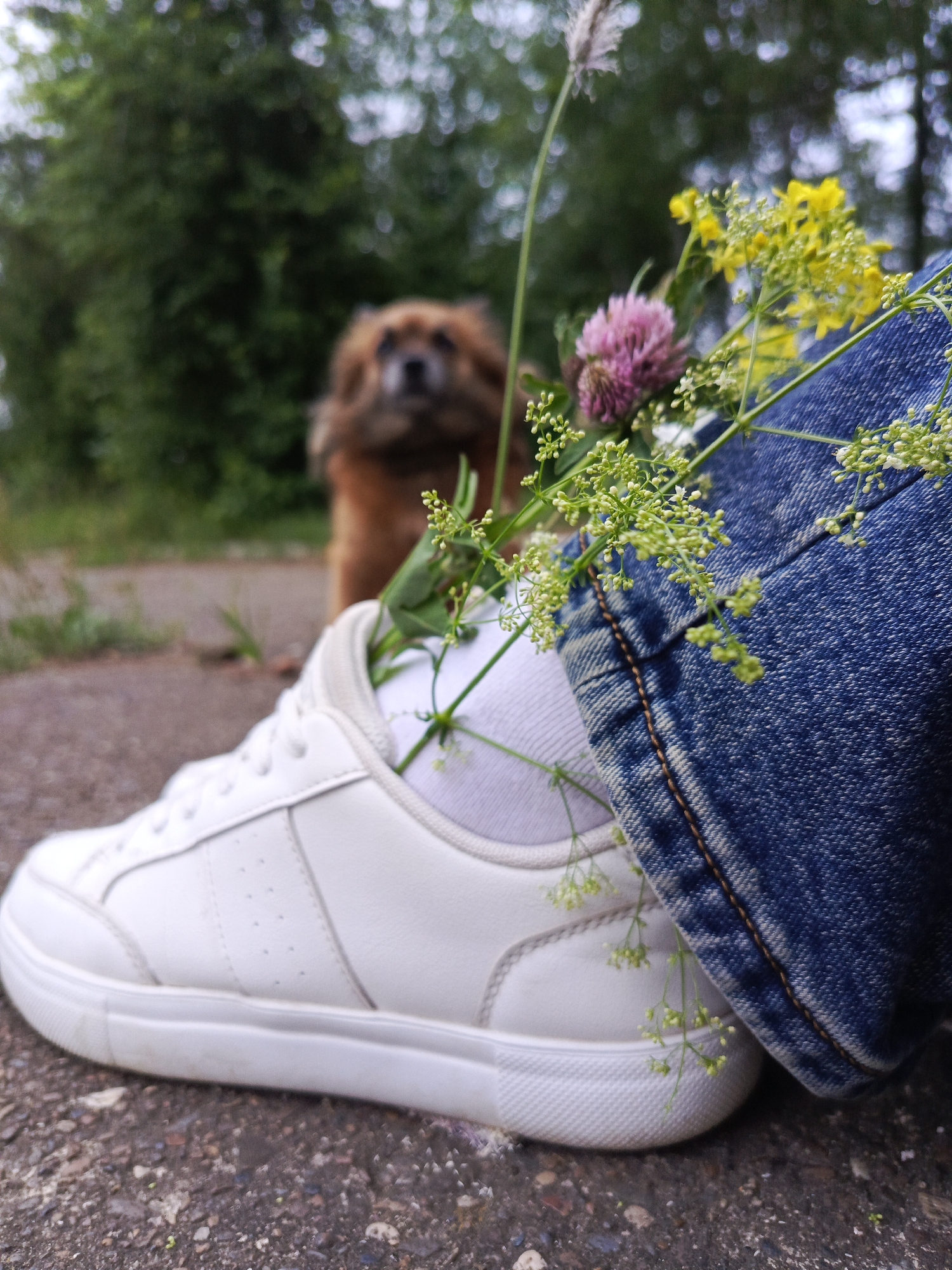 A low-angle, medium shot captures a white sneaker resting on a gravel path, with a pair of blue jeans folded over the shoe. Wildflowers, including small yellow blossoms and pink clover, are nestled in the sneaker. In the blurred background, a small, brown dog with light-colored fur looks towards the camera. The setting appears to be an outdoor, park-like environment with trees visible behind the dog. The overall impression is one of a relaxed, casual moment outdoors, possibly in Chaikovsky, Russia, given the provided context.