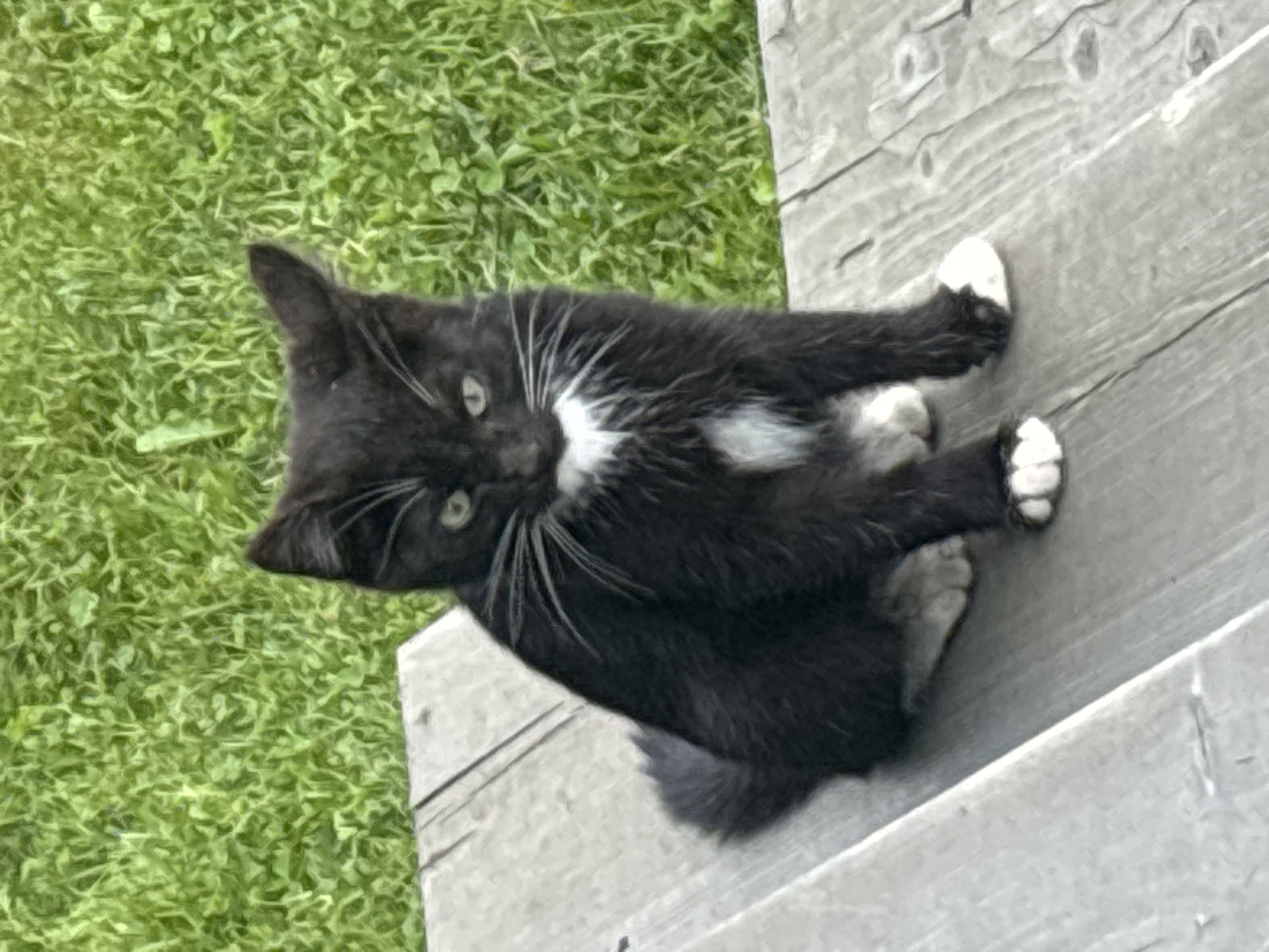 A black and white kitten with green eyes is sitting on weathered wooden planks outdoors. The kitten has white paws and a white patch of fur on its chest. Behind the kitten is a blurred background of green grass. The scene appears to be in a residential or natural outdoor setting, consistent with a location in Zvenigorod, Russia.