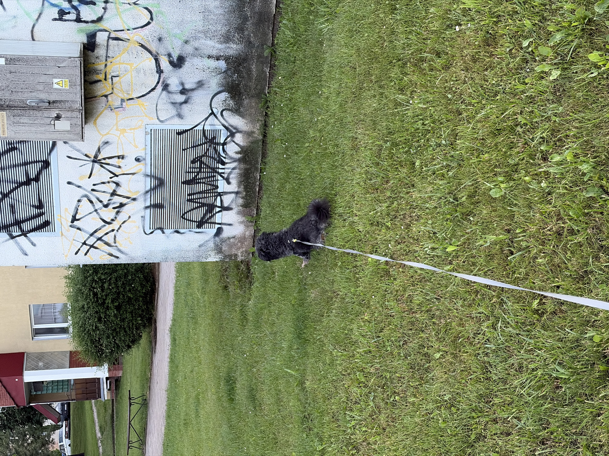 A small, dark-colored dog, possibly a poodle mix, is on a white leash on a grassy area next to a building covered in graffiti in Lublin, Poland. The dog is facing away from the camera. The building is painted a light yellow and has two horizontal ventilation grates. Above the lower grate is an electrical box. The graffiti is a mix of black, yellow, and green spray paint. In the background, a section of a red-roofed building is visible, along with a green bush and a bench. The ground is covered in green grass with scattered small white flowers.