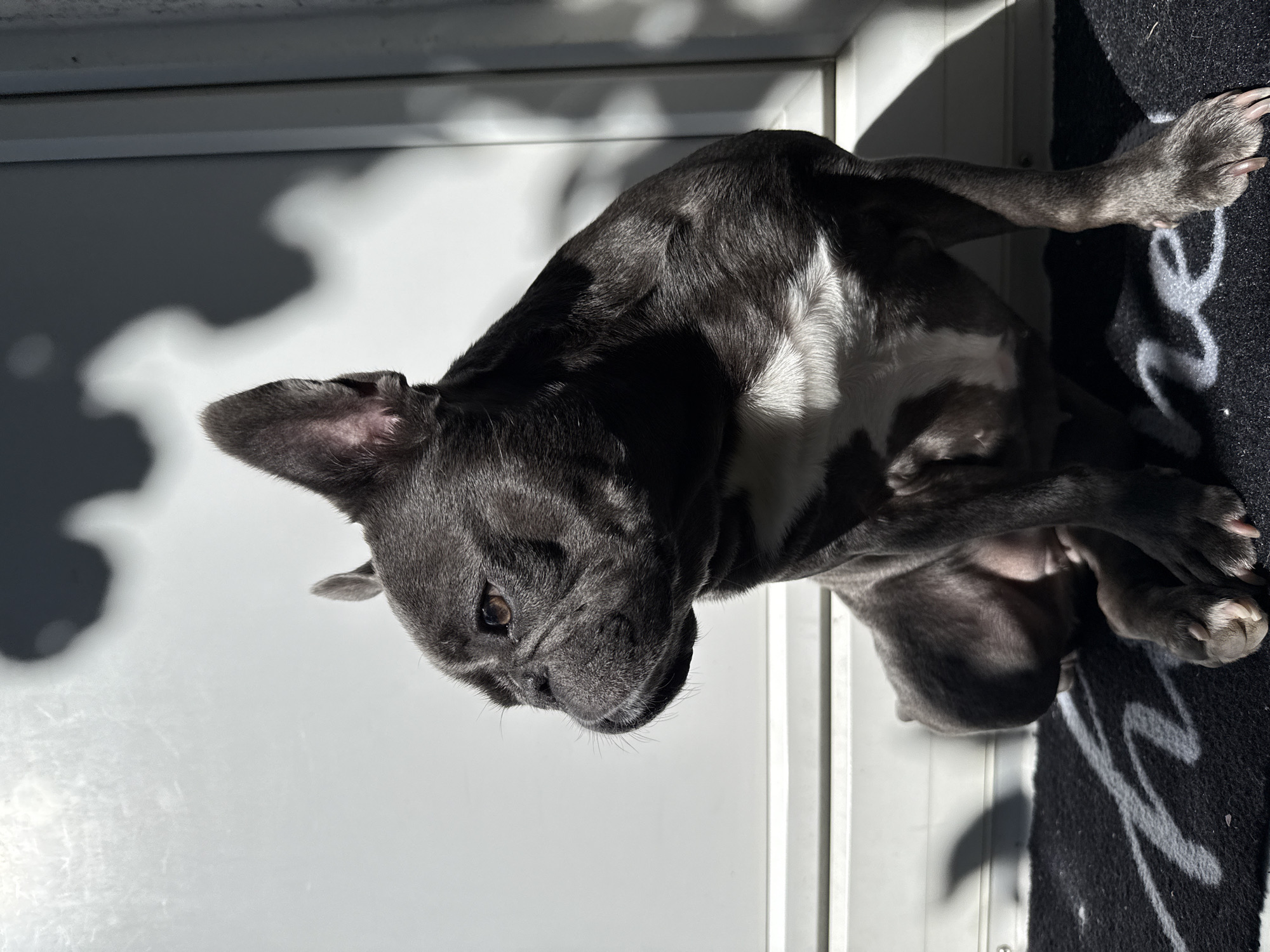 A French Bulldog sits on a dark welcome mat with white lettering, facing left and looking away from the camera. The dog is dark gray with a white chest. It is positioned in front of a white door or wall, which is illuminated by bright sunlight casting a shadow of foliage on the surface. The scene appears to be outdoors, possibly on a porch or near an entrance, and the lighting suggests it is daytime. No specific location in Bad Sachsa, Germany is identifiable from the image.