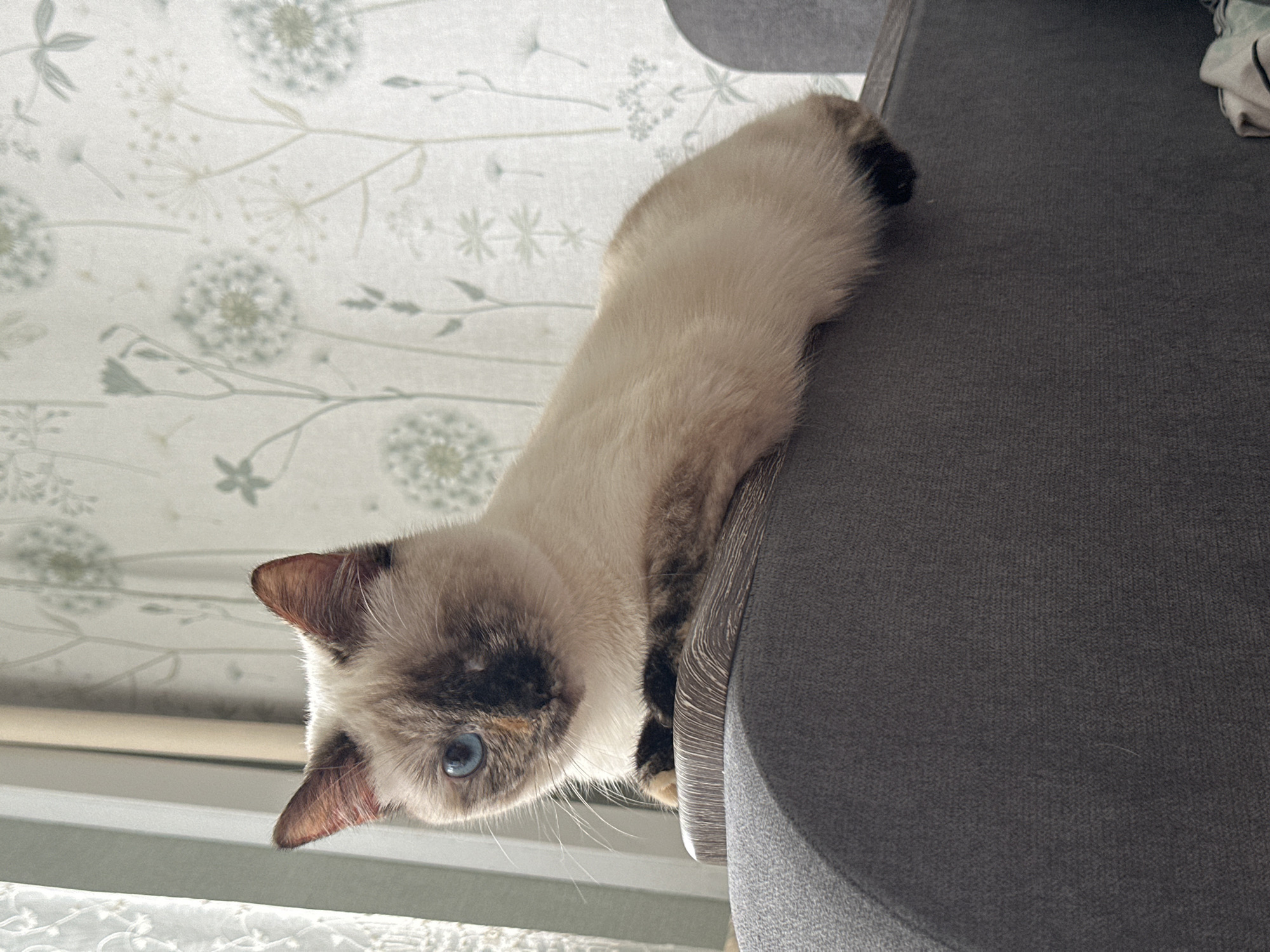 A one-eyed Siamese cat with cream-colored fur and dark points on its ears and tail rests on the back of a grey sofa. The cat's left eye is a bright blue, and its face has dark markings. The background features a light-colored wallpaper with a subtle pattern of dandelion-like flowers and leaves. To the left, a sheer white curtain is visible, and a tan-colored vertical blind rod is also present. The lighting suggests it is daytime, possibly from a window. The sofa has a textured fabric.