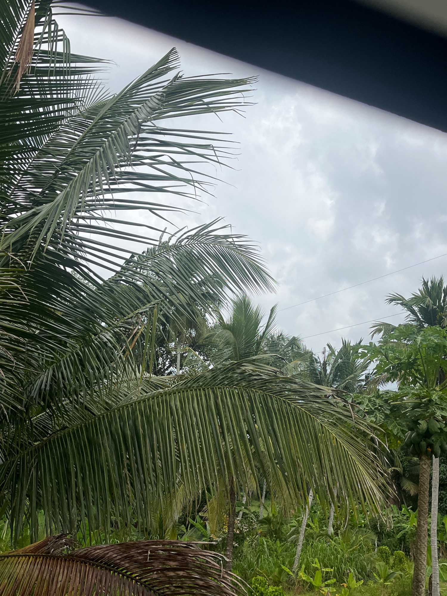A close-up shot captures a cluster of palm fronds against a cloudy sky, hinting at a tropical environment. The fronds, predominantly green with some brown and dried segments, are the main focus, their feathery texture and long, slender leaflets clearly visible. In the background, glimpses of more palm trees and lush green vegetation suggest a natural, possibly rural setting. The sky is overcast with thick, gray clouds, indicating a day that is either pre-storm or post-rain. The image appears to be taken from an elevated position, looking upwards through the foliage. The location is identified as Kattanam, India.