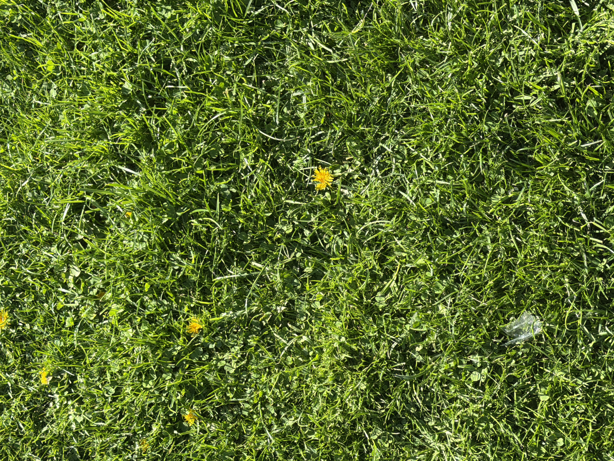 The image shows a close-up view of green grass, possibly in a lawn or field. There are scattered yellow dandelions visible within the grass. A small piece of translucent plastic is also present. The image's origin location is unavailable.