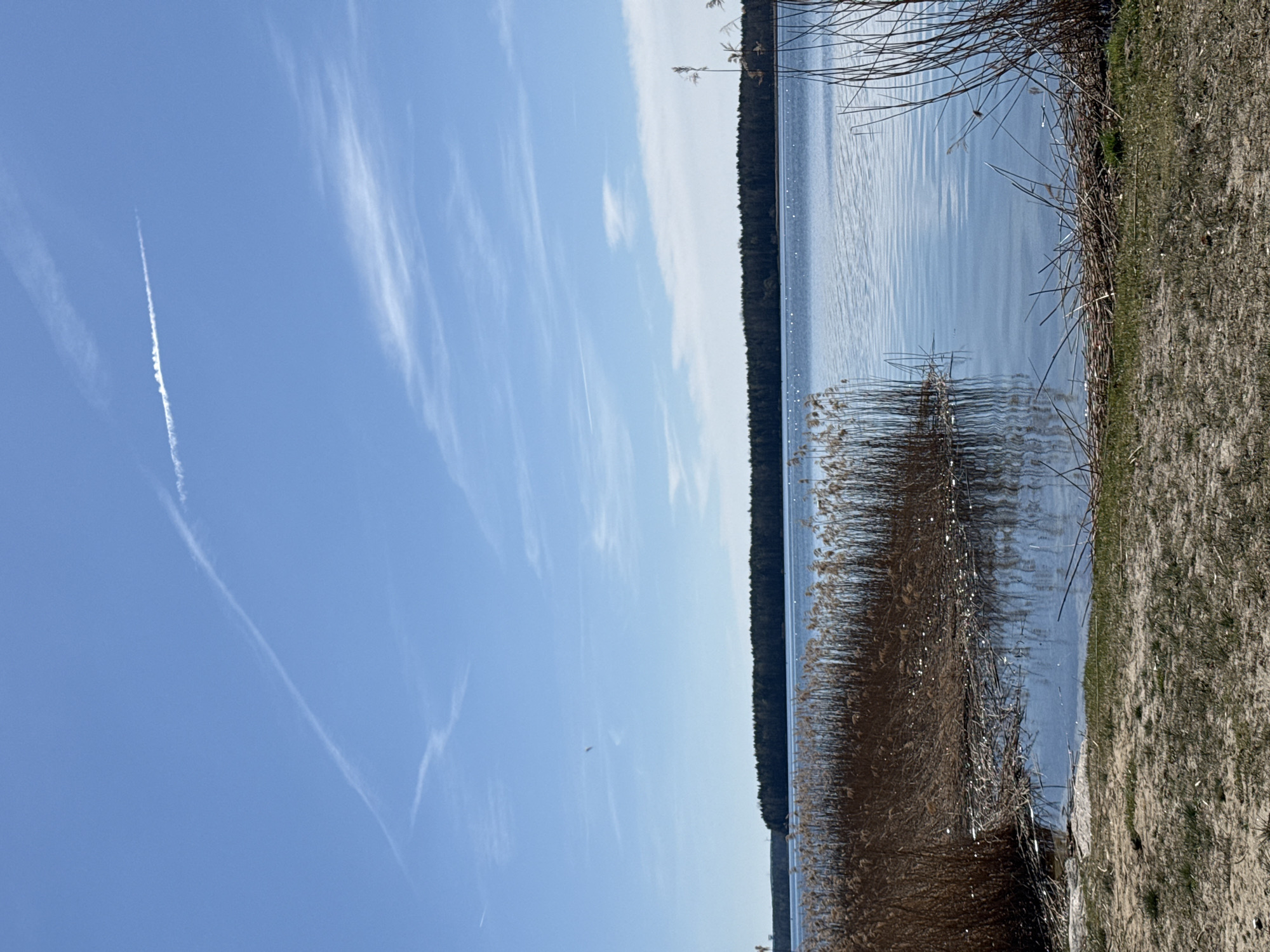 This image shows a view of Lake Senftenberg from the shore in Senftenberg - Zły Komorow, Germany. A blue sky with contrails stretches across the left side of the image. The lake occupies the right side, with a dense line of trees visible along the opposite shore. Reeds grow along the near shoreline, transitioning into sandy ground and grassy vegetation. The water surface is relatively calm, with light reflections and subtle ripples.