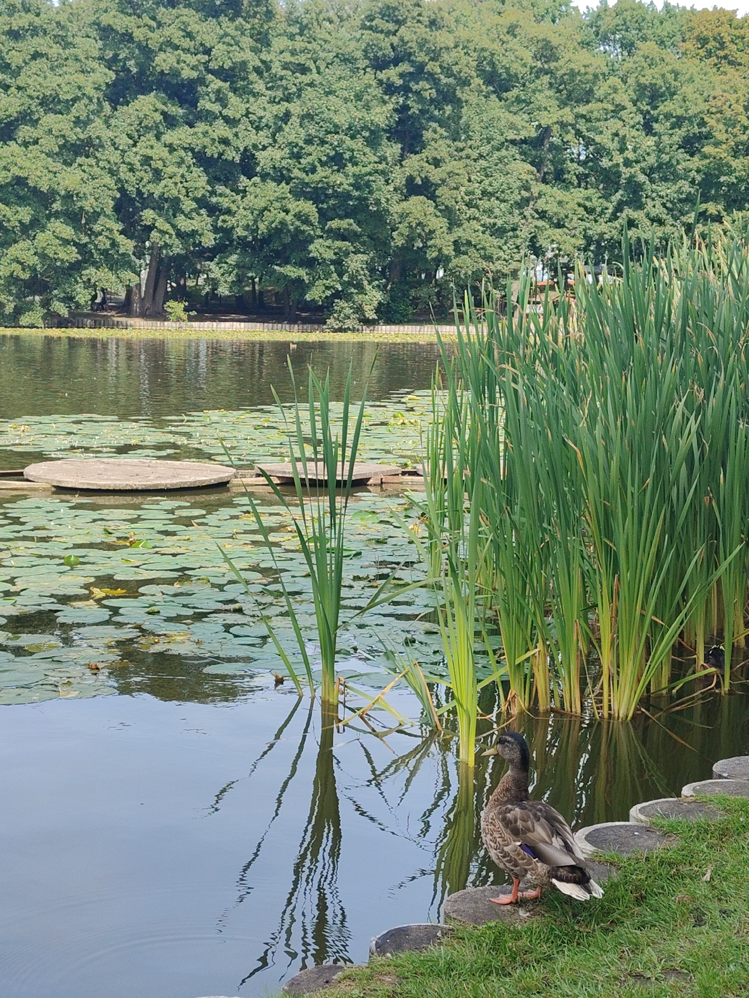 In Zelenogradsk, Russia, a duck stands on the grassy bank of a pond. The pond is filled with lily pads and tall green reeds grow along its edge. In the background, a dense line of trees forms a backdrop to the scene. The duck is facing left, with its body angled towards the viewer. Its feathers are a mottled brown and gray, and its legs are orange. The water reflects the reeds and trees, creating a peaceful, natural setting.