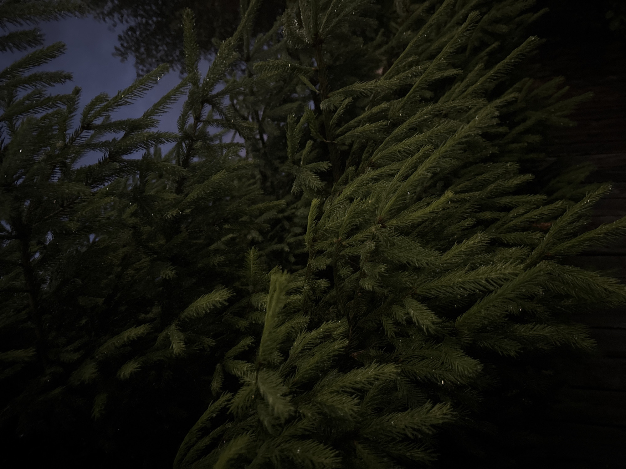 The media file presents a close-up, upward-looking view of dense, dark green coniferous tree branches, likely spruce or fir. The foliage fills the majority of the frame, creating an intricate pattern of needle-laden branches. Small, reflective specks, possibly water droplets from rain or dew, or perhaps frost, are visible on many of the needles, catching what little light is present.
The background reveals a deep blue to purple sky, indicating either twilight, dusk, or early night. The overall scene is dimly lit, emphasizing the texture and depth of the tree branches. No people, animals, or man-made objects are visible within the frame. There is no specific activity taking place; the image captures a static natural scene. The setting is outdoors, in what appears to be a natural environment in Красные Баки, Russia. No visible text is present in the image.