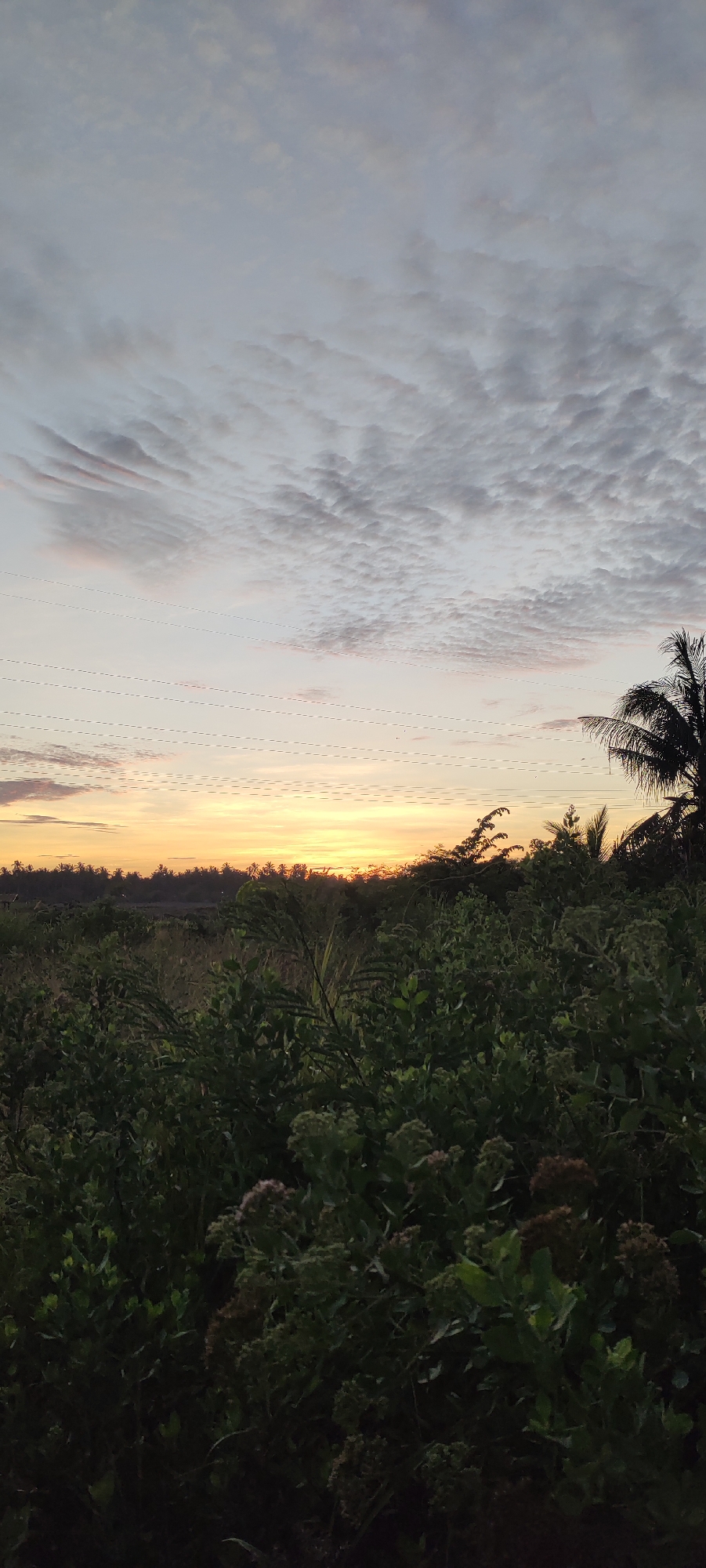 The image depicts a rural landscape at sunset, with a wide expanse of vegetation in the foreground and a horizon line marked by trees and foliage. The sky is filled with a mix of gray and pinkish clouds, creating a soft, diffused light. Several sets of power lines stretch horizontally across the upper portion of the frame. A silhouetted palm tree is visible on the right side of the image. The overall impression is one of a serene, natural setting. This scene is likely located in Lhokseumawe, Indonesia, a city known for its coastal areas and surrounding natural beauty, which often features agricultural land and tropical vegetation.