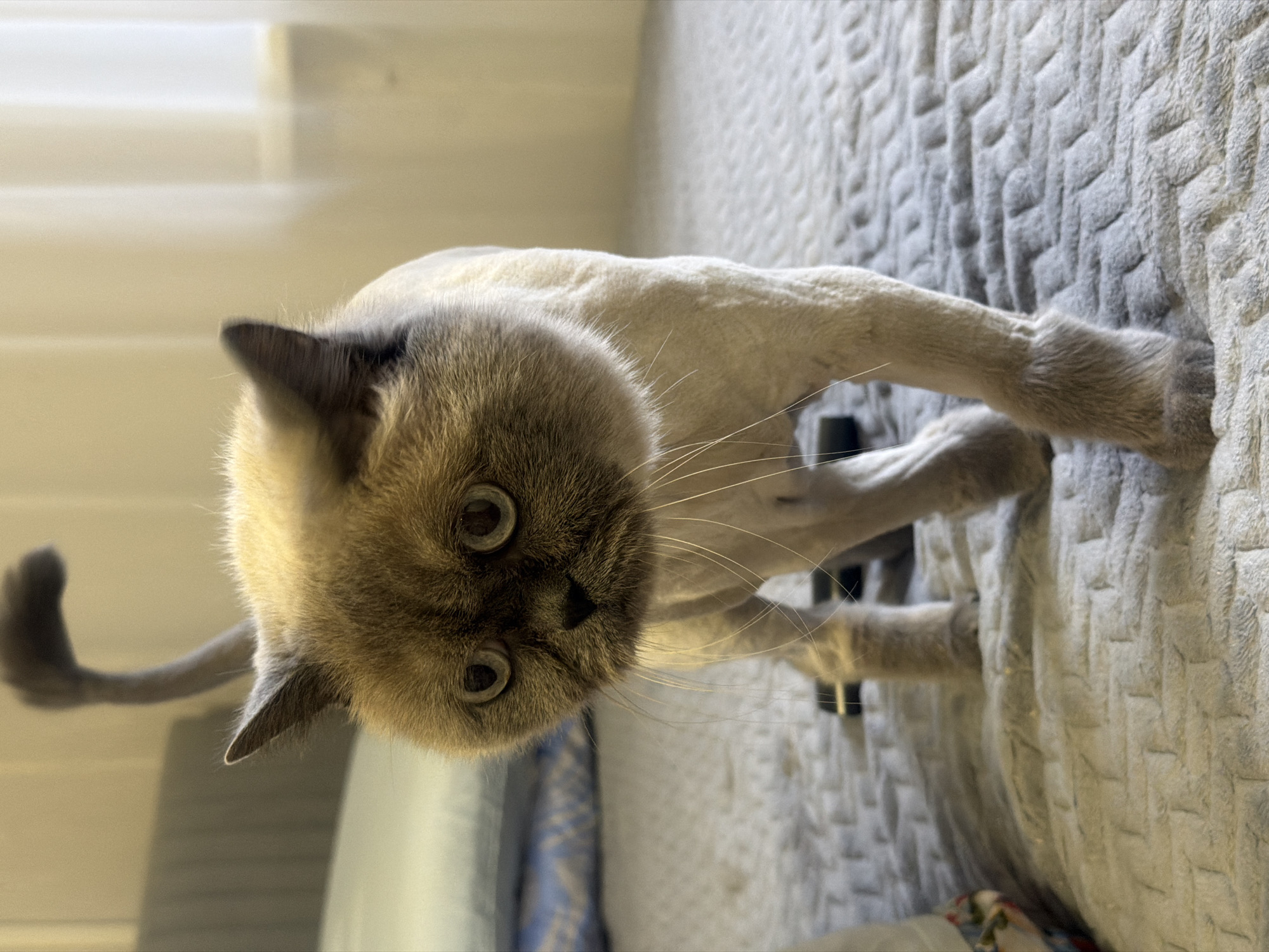A cat with a shaved body and a gray face is lying on a gray patterned blanket. The cat is looking up at the camera. There is a window in the background with drawn blinds. No other information about the location is evident from the image.