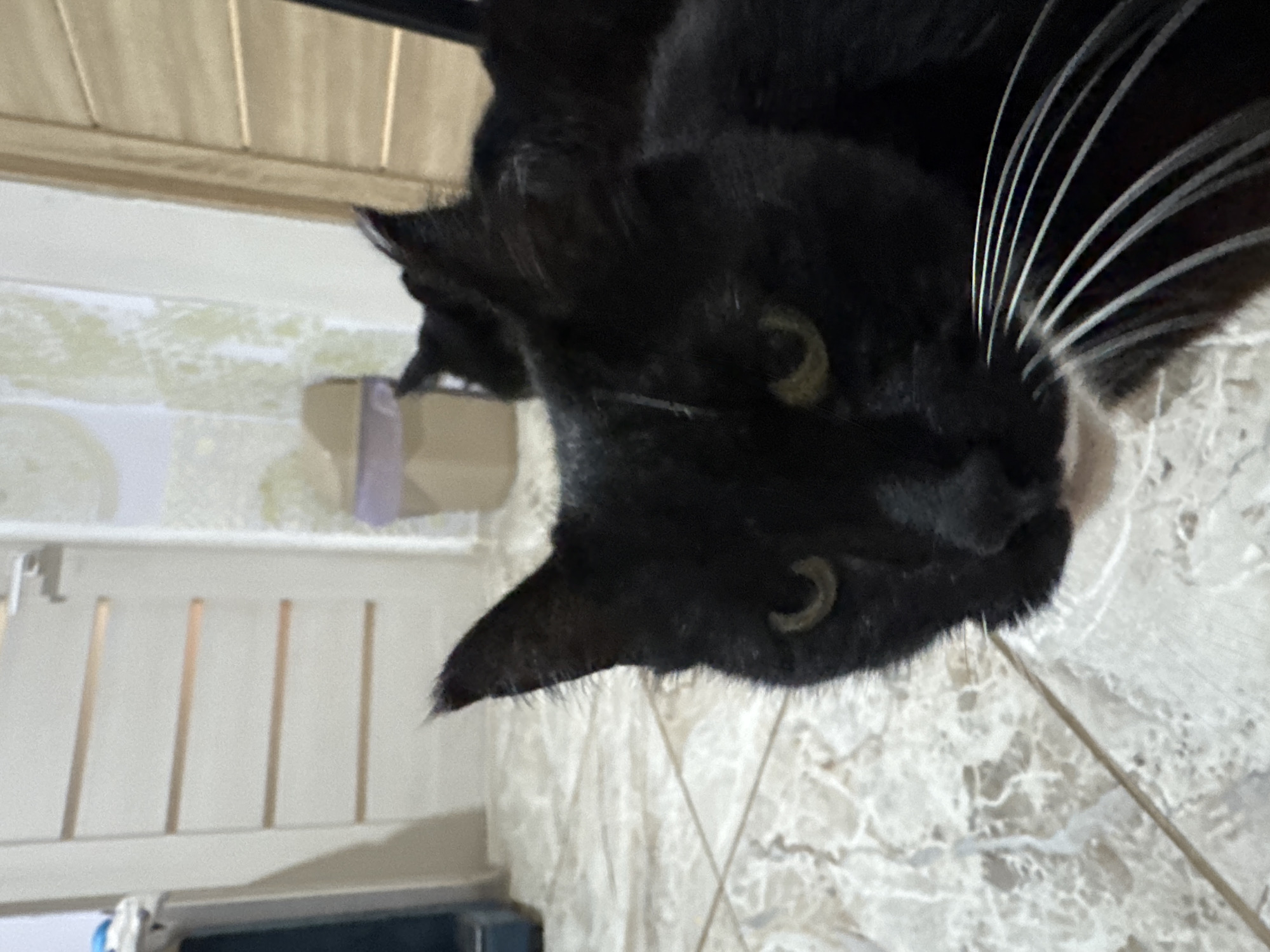 A black cat with green eyes is lying on a tiled floor in a dimly lit room. The cat's face is partially obscured by shadows, but its whiskers are clearly visible. In the background, another black cat is partially visible, and a trash can with a purple bag is on the floor. The room appears to be a domestic setting, possibly a hallway or living area. The image does not contain enough information to determine the specific location within the city of Добровское сельское поселение, Ukraine.