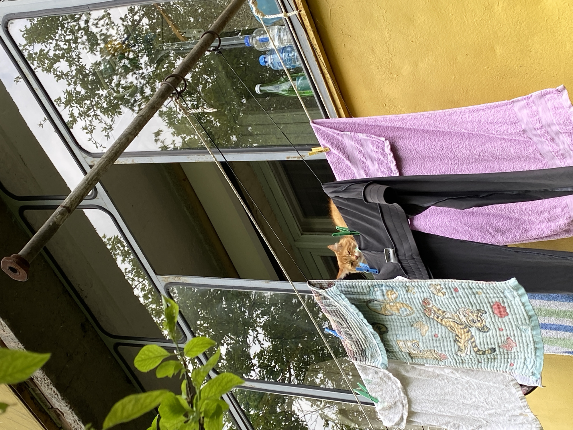 This media file captures a domestic outdoor scene, likely on a balcony or enclosed patio, in Gelendzhik, Russia. The primary subjects are an orange tabby cat peeking out from behind various items of drying laundry, which are suspended on a clothesline.
The laundry includes a large lavender-colored terry cloth towel, a black garment (possibly pants), a light blue/green quilted fabric adorned with cartoon tigers and butterflies, and a white cloth item. Blue and yellow clothespins are used to secure the laundry.
In the background, large windows reflect green tree foliage and the sky, indicating a bright daytime setting. Above the clothesline and behind the windows, several plastic water bottles with blue caps and one green glass bottle are resting on a ledge. A prominent diagonal metal rod or support structure is visible on the left side of the frame, and a textured yellow wall forms the backdrop on the right. Green plant leaves are visible in the bottom-left foreground, adding to the natural light feel of the scene.
The image depicts a quiet, everyday moment, with the curious cat adding a focal point to the domestic activity of air-drying clothes. No visible text is legible in the image.