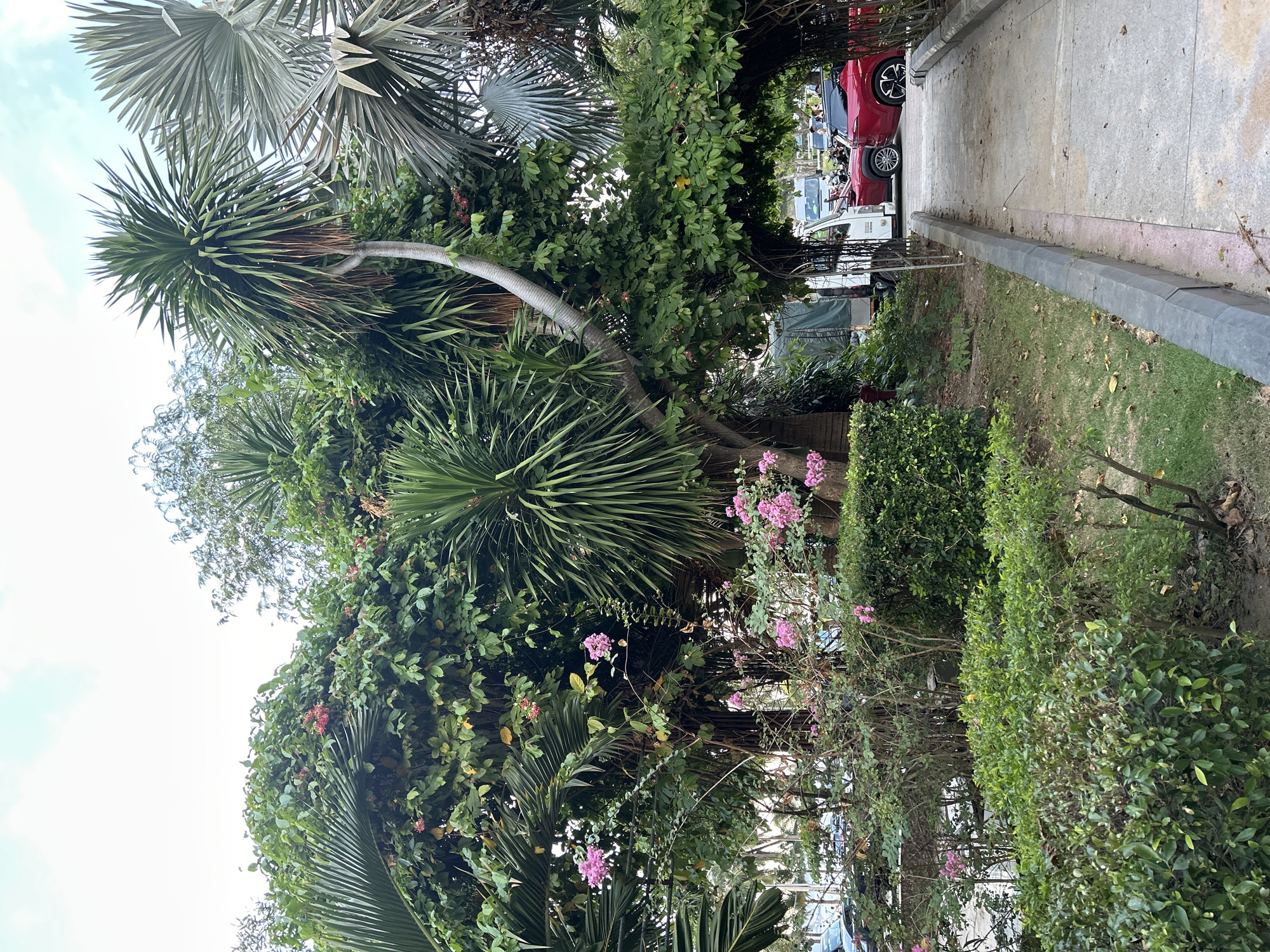 In Nha Trang Ward, Vietnam, a park-like setting features lush greenery and a paved walkway. The scene is dominated by mature trees with dense foliage, including palm trees and other tropical varieties. Several trees are intertwined, forming a natural archway over the walkway. Small pink and red flowers are visible amongst the leaves of some of the plants.
To the left of the walkway, a neatly trimmed hedge runs along the edge of a grassy area. In the background, beyond the greenery, several vehicles are parked or driving, including a red car, a white truck, and other cars. Some people are visible in the distance near the vehicles. The sky is overcast.