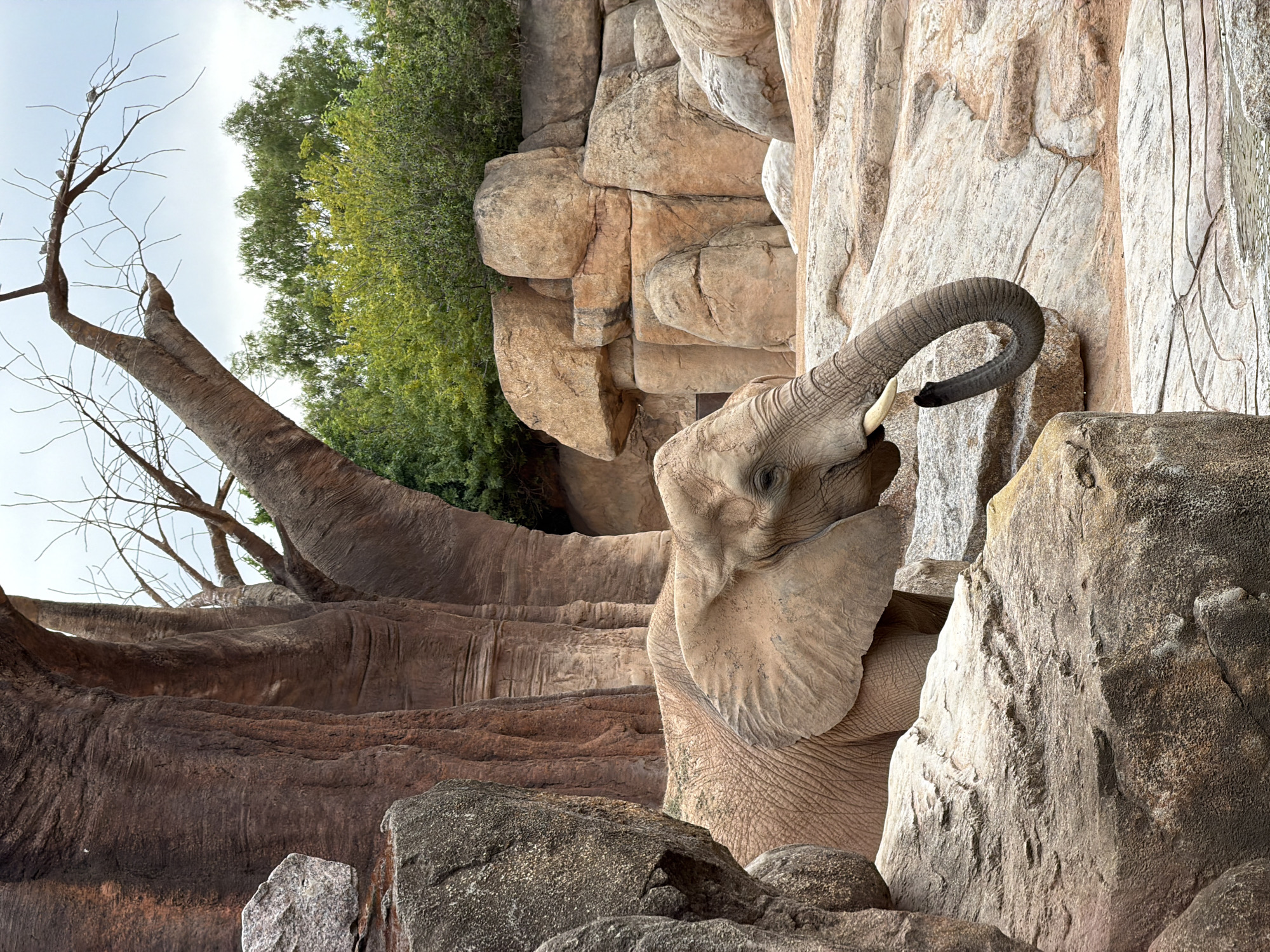An African elephant (Loxodonta africana) is positioned in the mid-ground, its head and upper body visible behind light-colored rock formations, at Bioparc Valencia in Valencia, Spain. The elephant's trunk is curled downwards towards the right. Its skin is textured and appears dusty. To the immediate left of the elephant and in the background, towering, dark brown, deeply textured structures resembling large baobab tree trunks dominate the scene. Further back on the right, a landscape of stacked, tan-colored boulders extends upwards, topped by dense green foliage. A small pool of water is visible at the bottom right of the frame, partially obscured by rocks. The sky overhead is overcast.