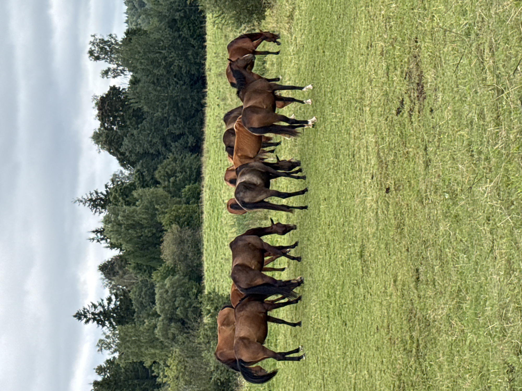 A herd of approximately ten horses are grazing in a green, grassy field. The horses are of various brown and dark brown shades, with some appearing more reddish-brown. They are scattered across the field, some with their heads down eating, while others are standing. In the background, a dense line of trees forms a dark green backdrop against a cloudy, overcast sky. The overall environment suggests a rural setting, likely a pasture. The location is identified as Galinė, Lithuania.