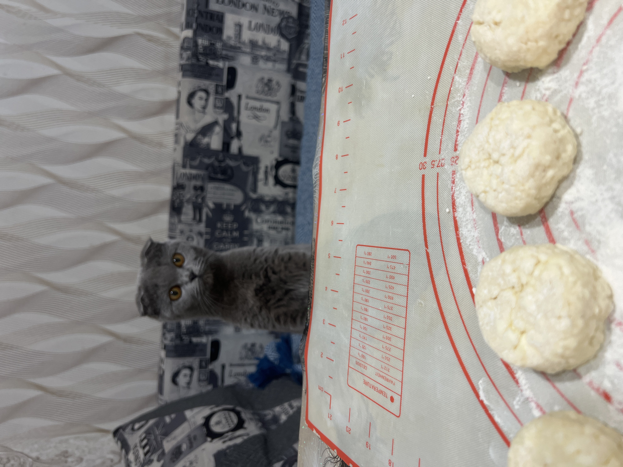 In Chigiri, Russia, a Scottish Fold cat with gray fur and bright orange eyes sits on a patterned sofa. In the foreground, a white silicone baking mat with red markings and measurements is laid out. Several small, round, dough balls are scattered on the mat, dusted with white flour. The mat displays temperature conversions from Fahrenheit to Celsius, indicating it is a tool for baking. The background shows the sofa and a textured wall. The scene appears to be a domestic setting, possibly a kitchen, where someone is preparing to bake.