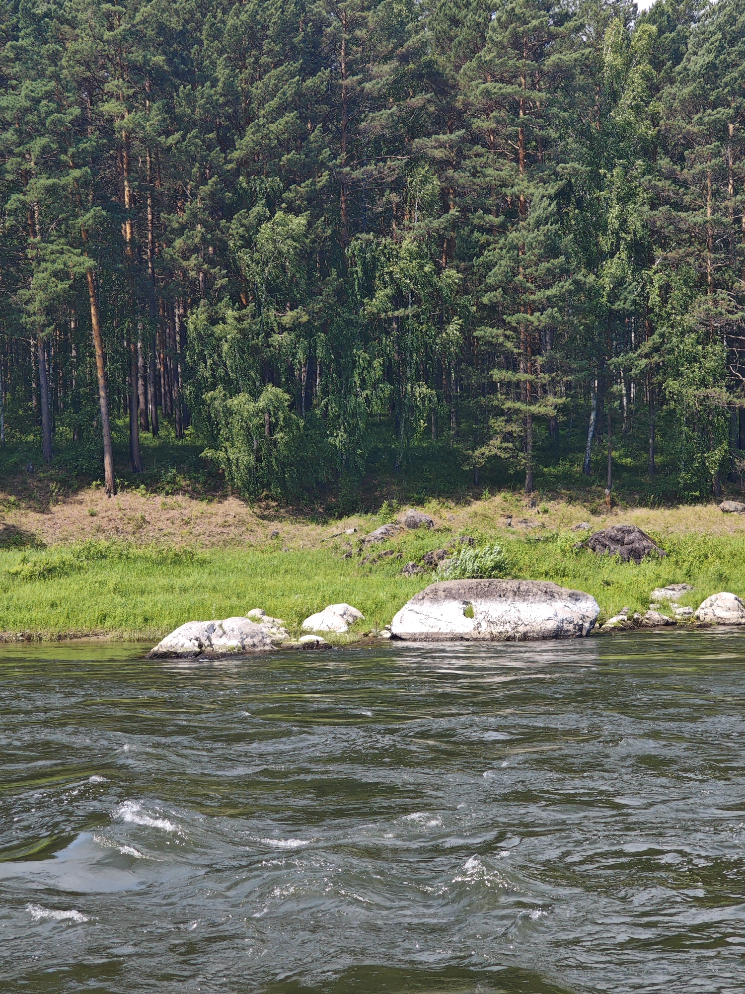 The image depicts a wide, dark green river flowing in the foreground, with noticeable ripples and small white-capped waves. Along the riverbank, there is a stretch of green grass, transitioning to a rocky area with several large, light-colored boulders. Behind the riverbank, a dense forest of tall pine and birch trees covers a sloping hill. The trees are lush and green, with sunlight filtering through their branches. The scene appears to be a natural, undeveloped landscape. This location is consistent with areas found in or near the city of Porog, Russia, which is known for its surrounding natural environments, including rivers and forests. There are no people or animals visible in the image, and no specific actions or interactions are taking place. The overall impression is one of a peaceful, natural river scene.