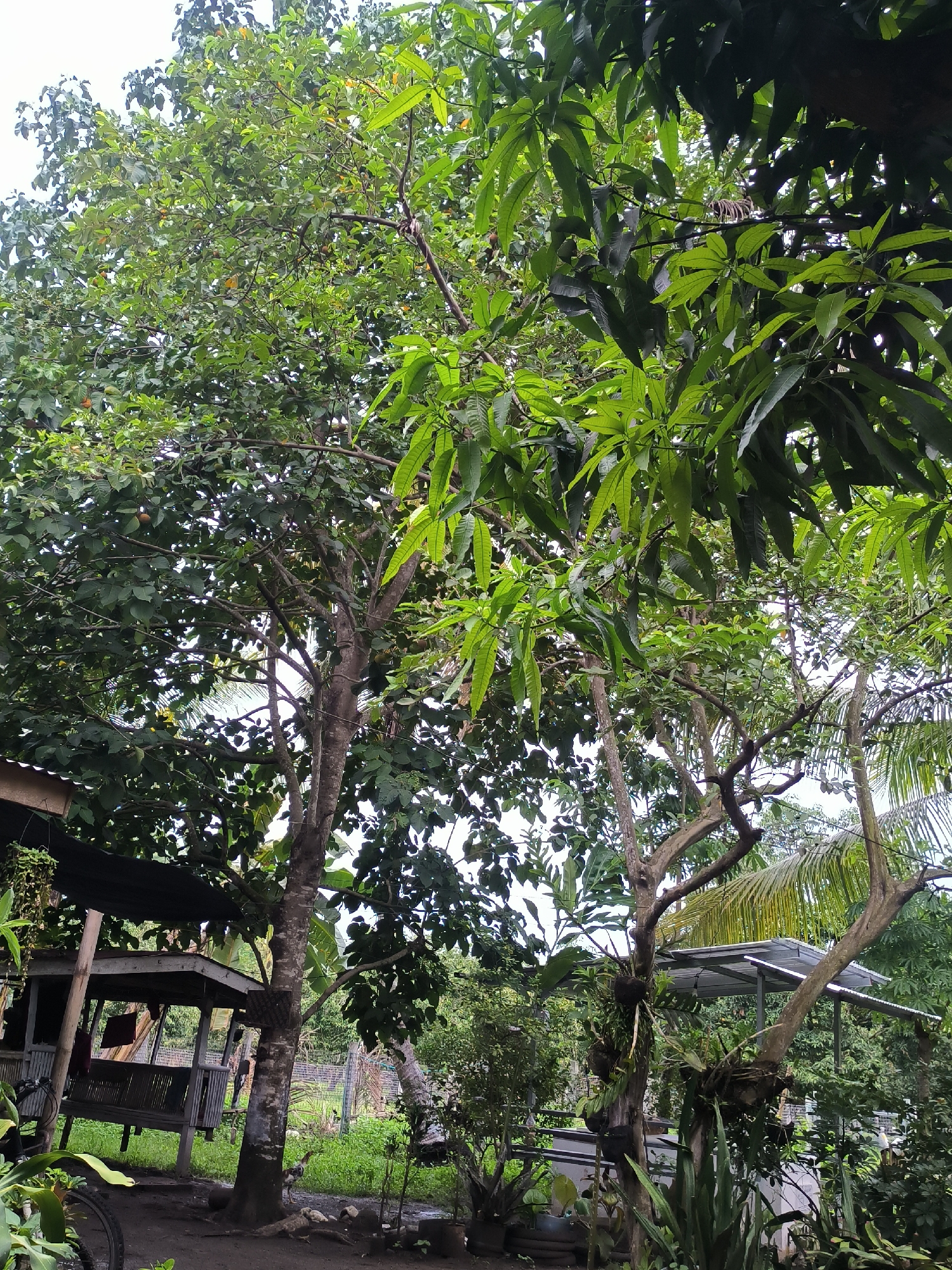The image depicts a lush, verdant scene in an outdoor setting, possibly a backyard or garden in an unknown city. The primary focus is on the dense foliage of trees. One tree, on the left, features smaller, round leaves with what appears to be small fruits growing among them. Another tree, to the right, showcases larger, elongated leaves characteristic of a mango tree.
Below the canopy, a wooden structure, possibly a gazebo or covered seating area, is visible. A partially visible metal fence suggests a property boundary. Various plants and greenery fill the foreground, and the ground appears to be soil or dirt.