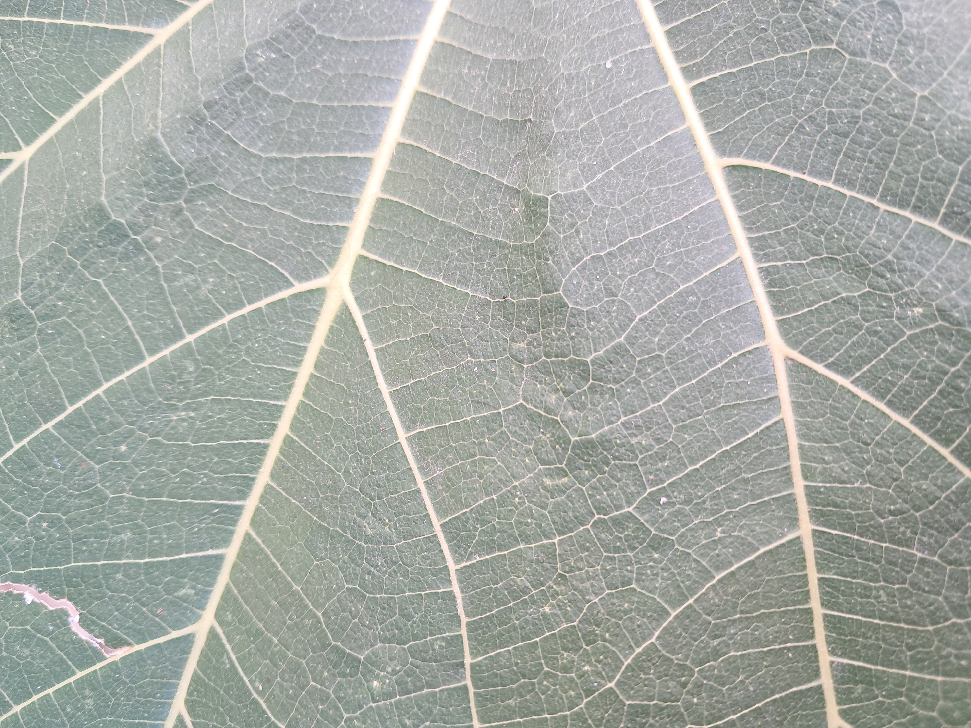 A close-up, overhead view of a large, green leaf. The leaf exhibits a prominent network of veins, with a thicker central vein running horizontally across the image, and several smaller veins branching off from it. The surface of the leaf appears textured, with a fine, intricate pattern formed by the smaller veins. The overall color of the leaf is a muted, desaturated green, with some areas appearing lighter due to the translucency of the veins. The image does not depict any elements related to the city of Amygdaleonas, Greece, nor does it contain any people, actions, or interactions.