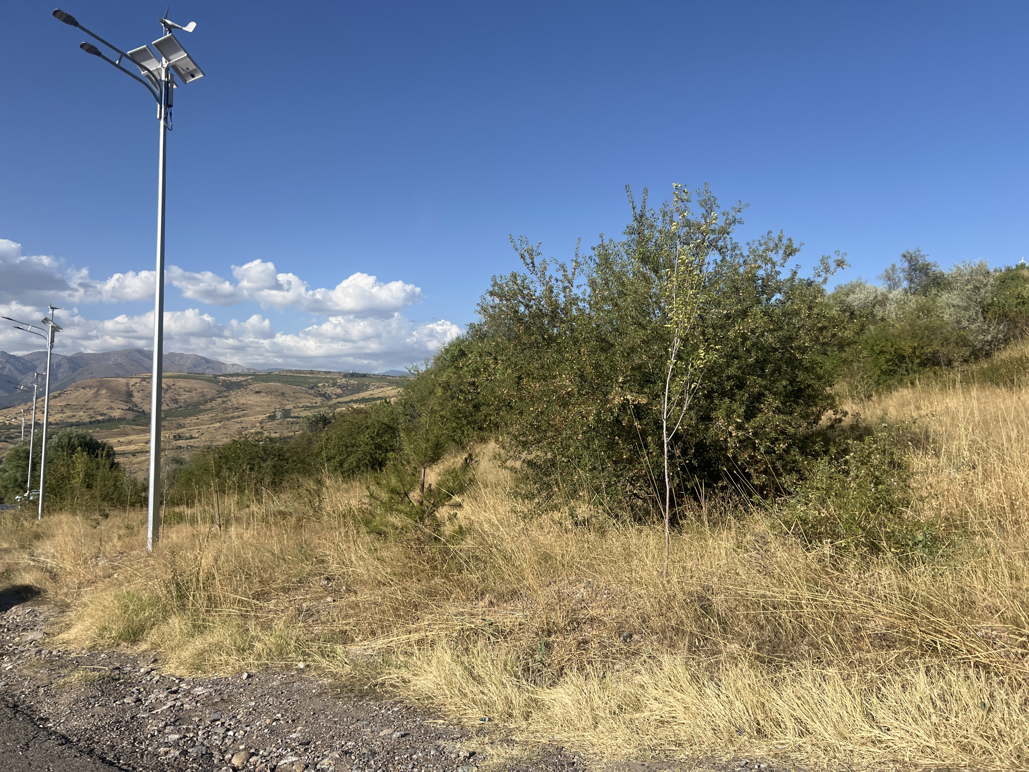 A street scene in Chinarkent, Uzbekistan, features a prominent solar-powered street light with a wind turbine on a tall silver pole. The light pole is situated on the left side of the image, bordering a gravel and asphalt road. Beyond the road, the landscape rises into a dry, grassy hillside dotted with scattered green trees and bushes. In the background, rolling hills extend towards the horizon under a clear blue sky with a few scattered white clouds. The overall environment suggests a rural or semi-urban area with a focus on sustainable energy infrastructure.